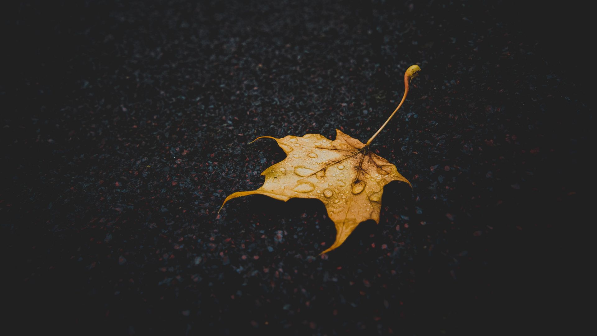 Wallpaper Dew drops on yellow leaf