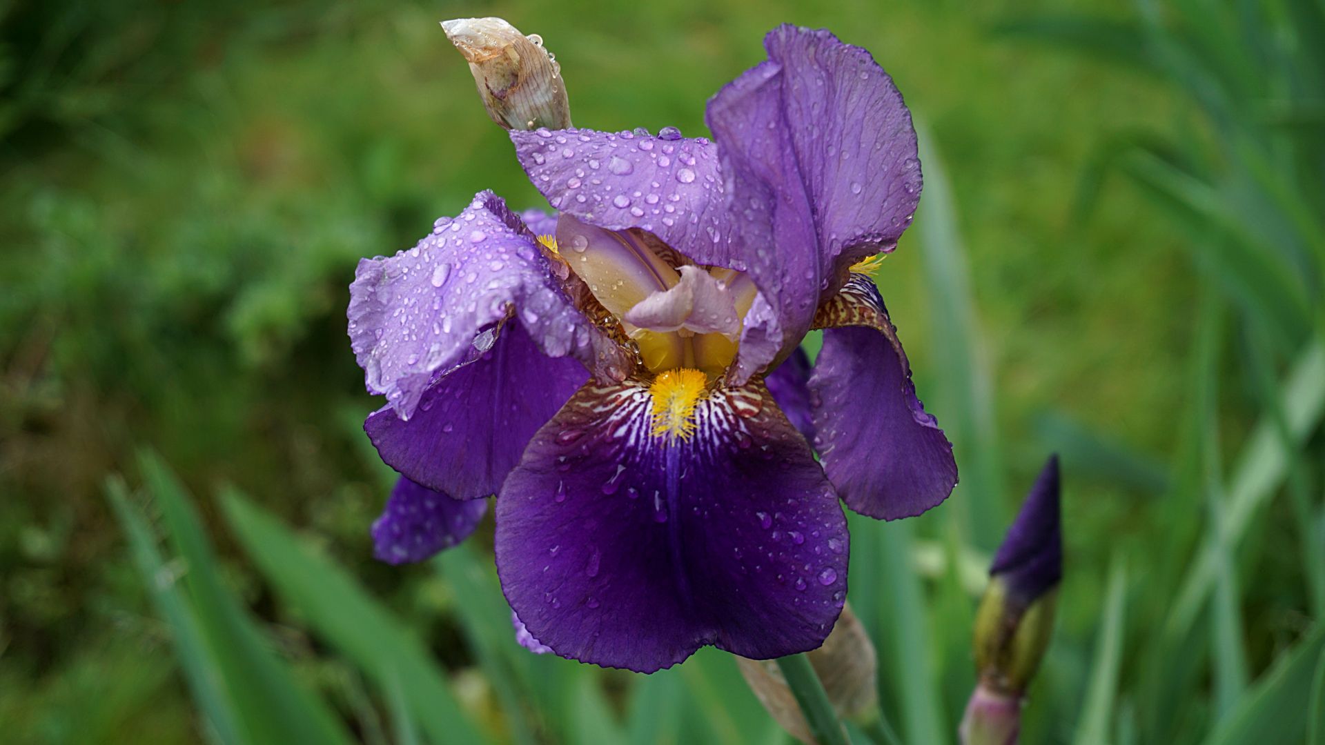 Wallpaper Water drops on iris flower