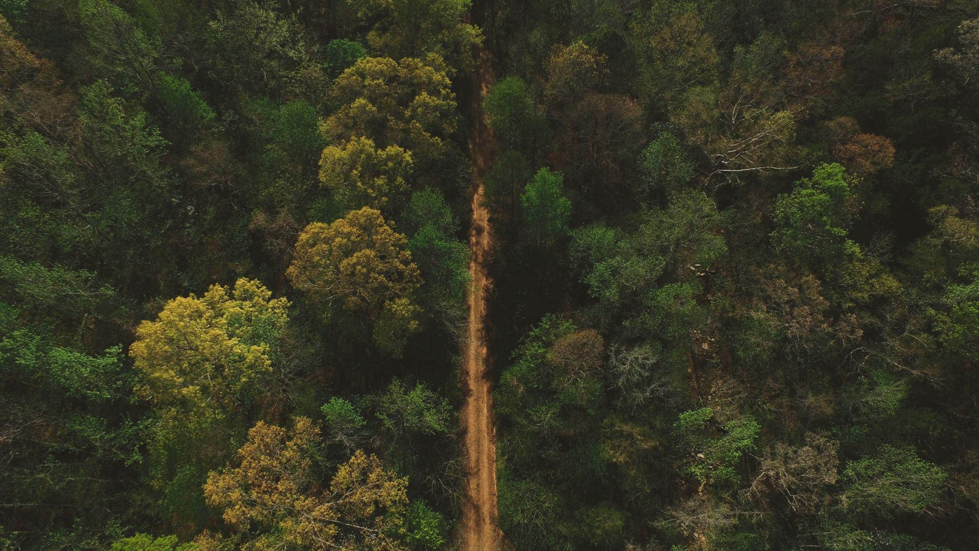 Wallpaper Trees, forest, dirt road, aerial view