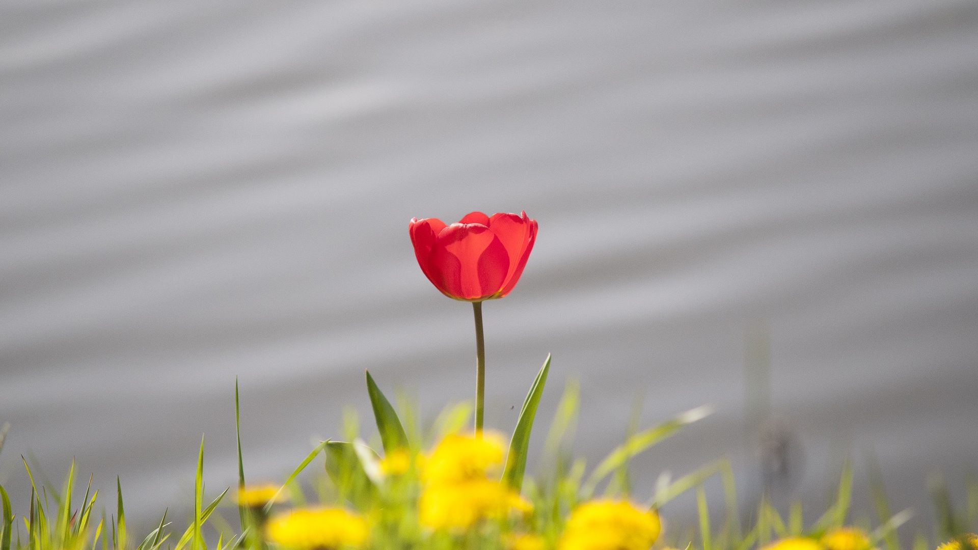Wallpaper Single lone red tulip flower, grass