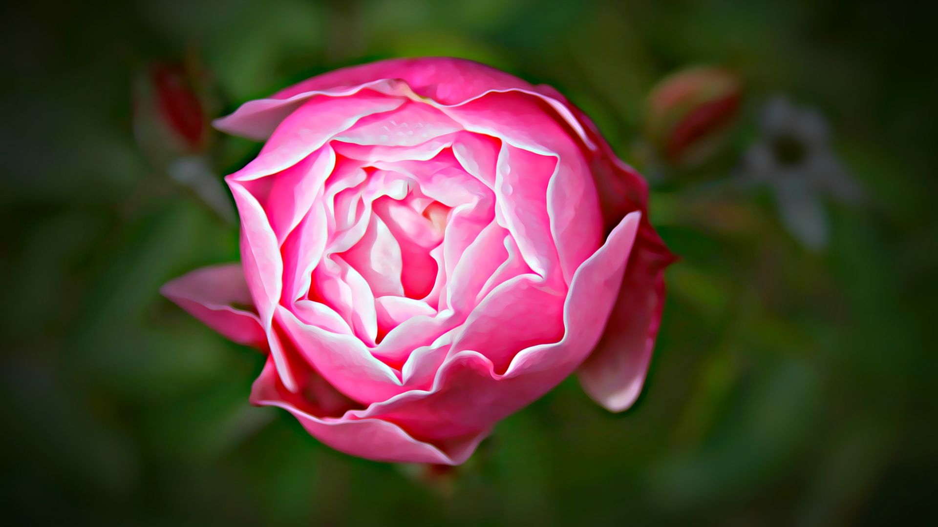 Wallpaper Digital rose flower