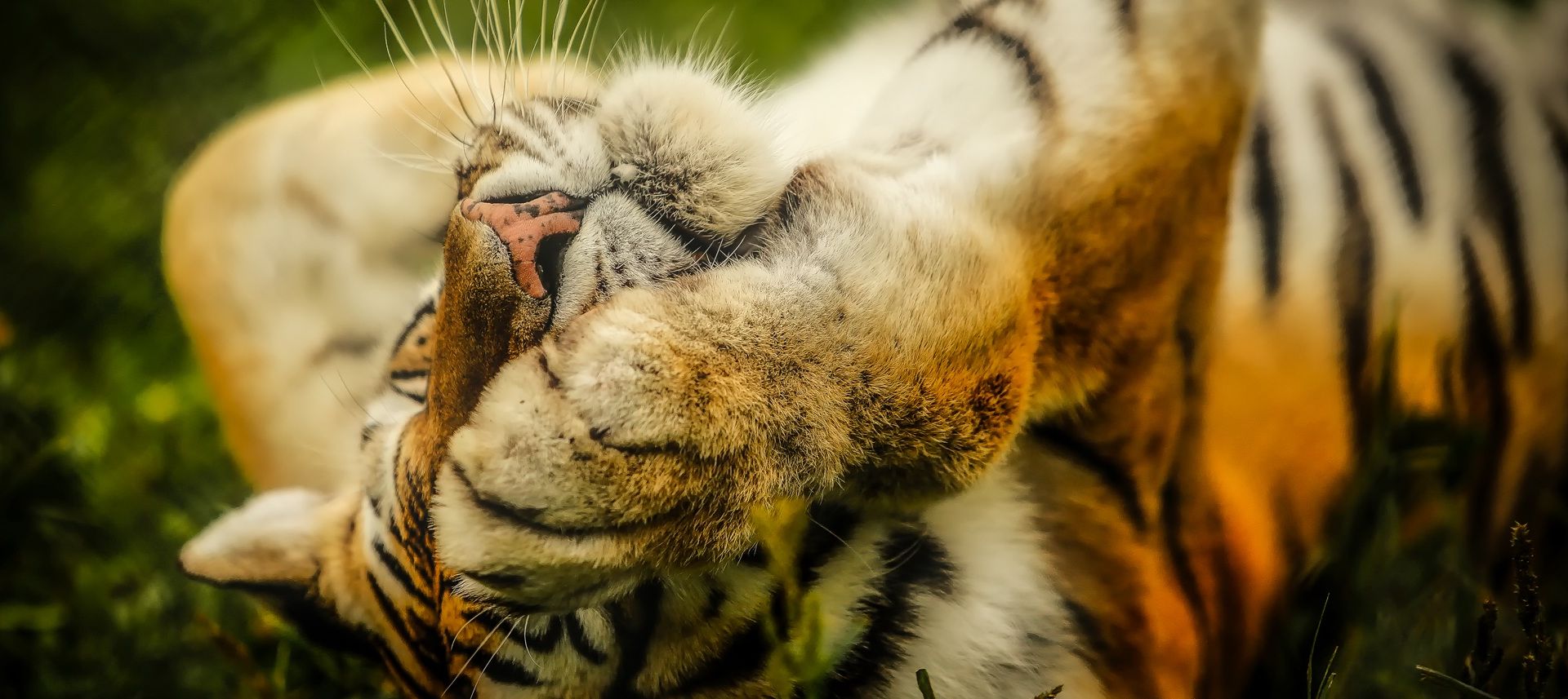 Wallpaper Tiger, predator, wild animal, relaxed, play