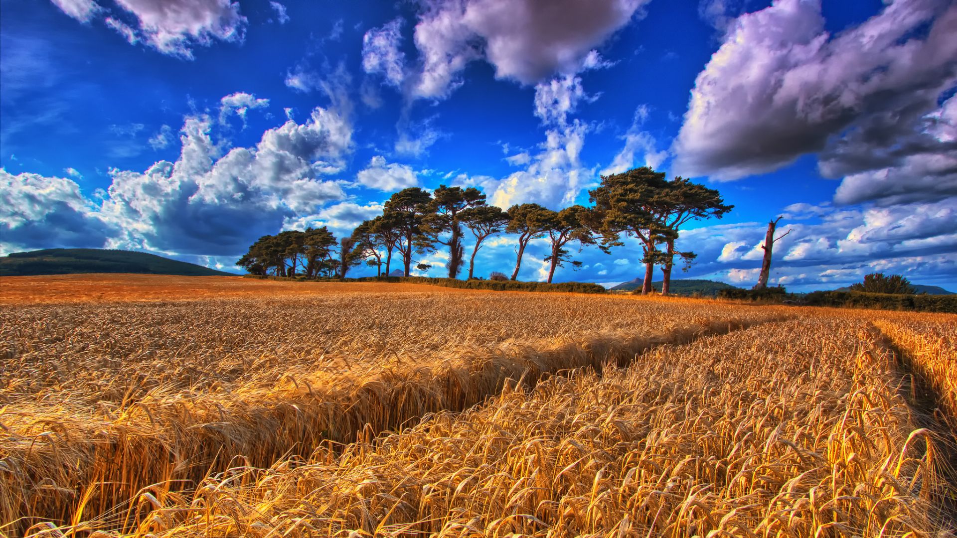 Wallpaper Golden wheat farm, blue skyline