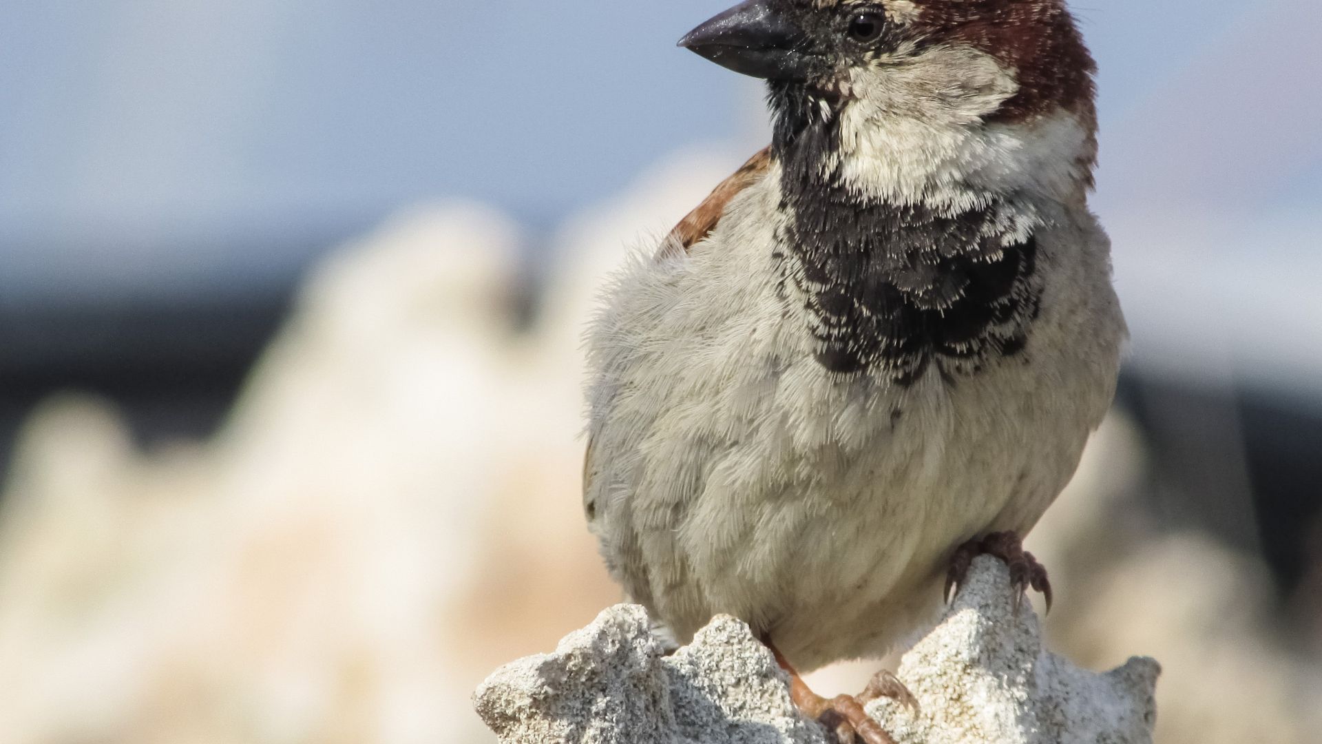 Wallpaper Sparrow bird, small bird, close up