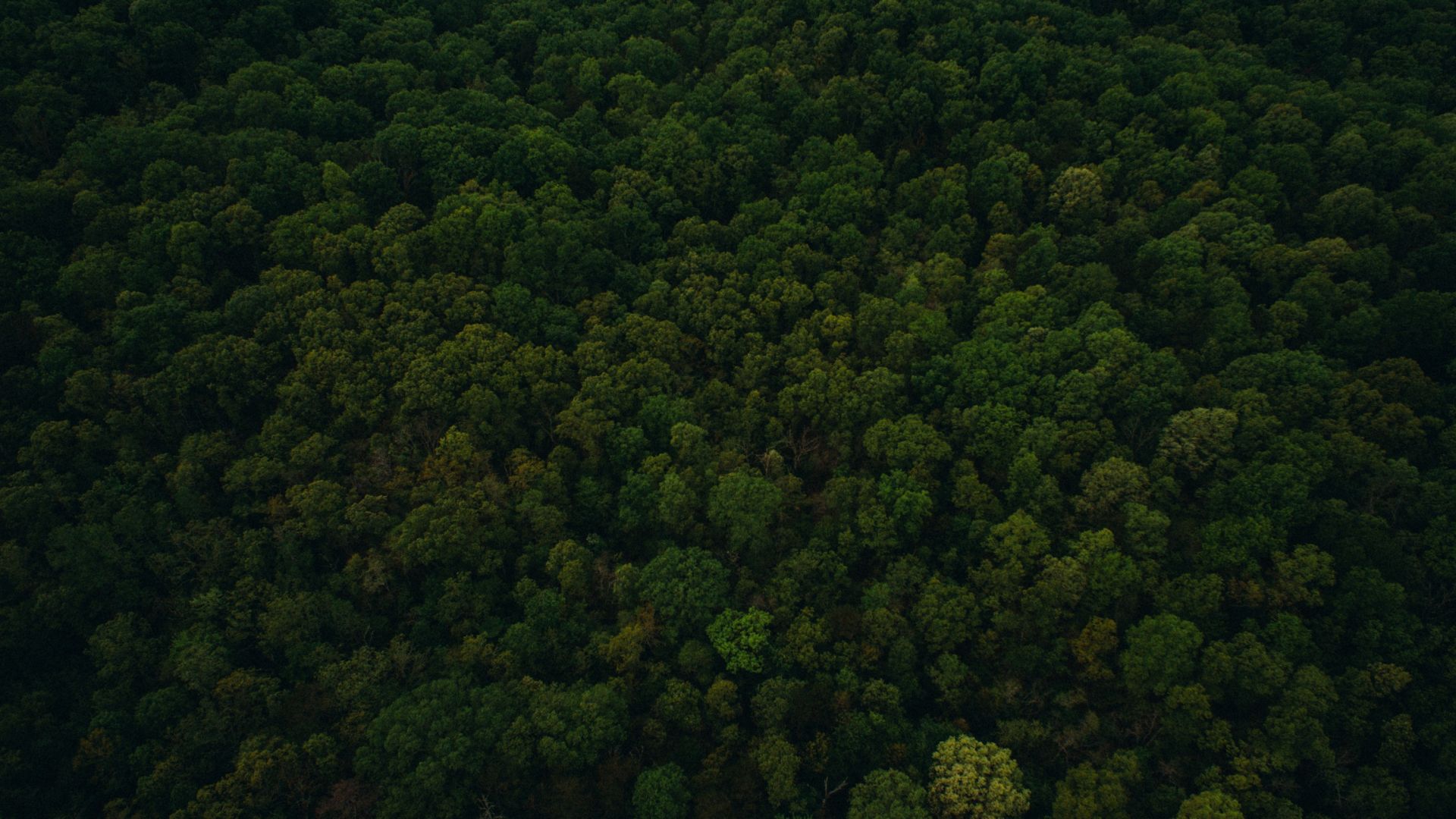 Wallpaper Trees, top view, green forest, nature