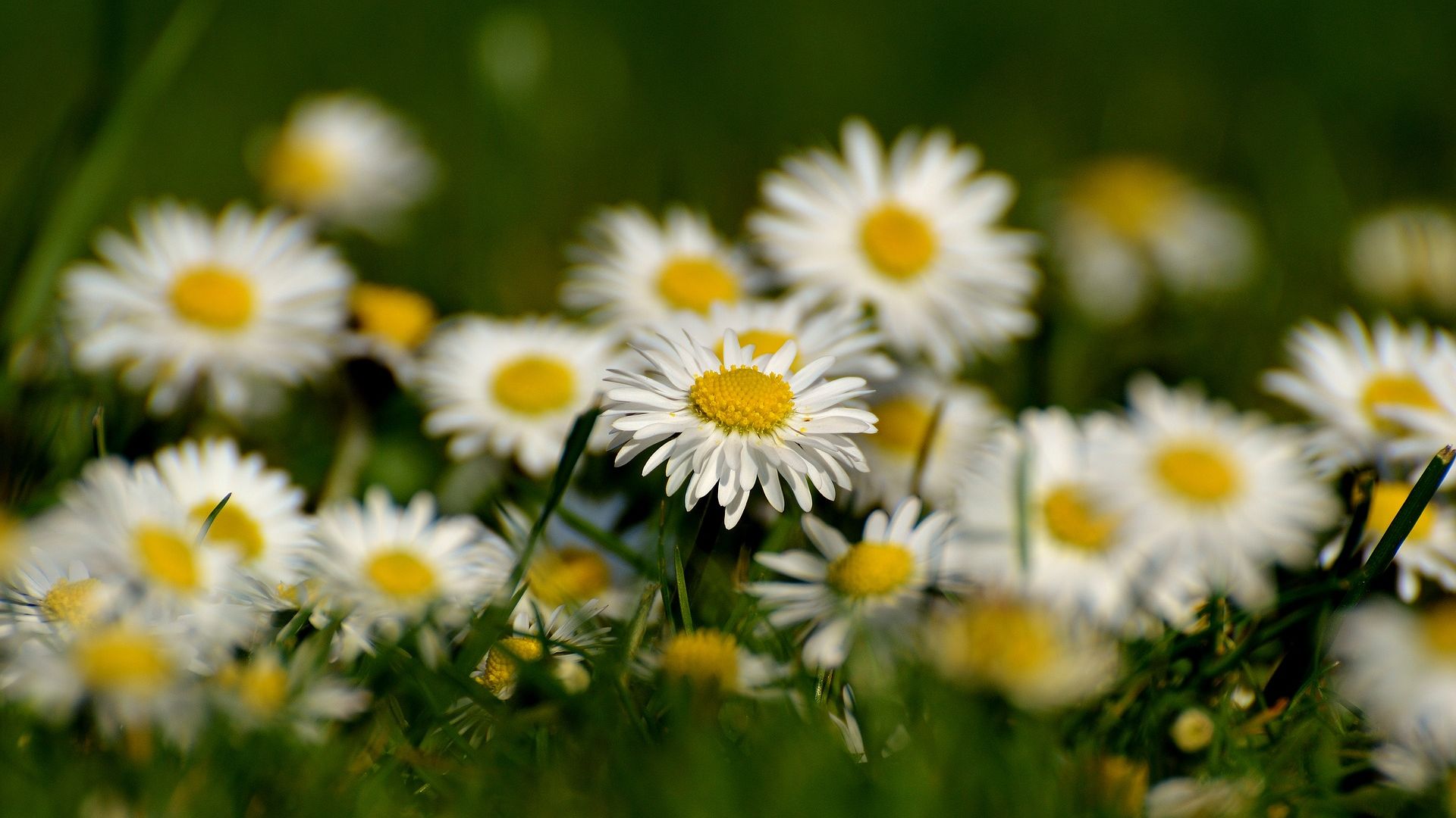 Wallpaper Daisy flowers, white flowers, blur