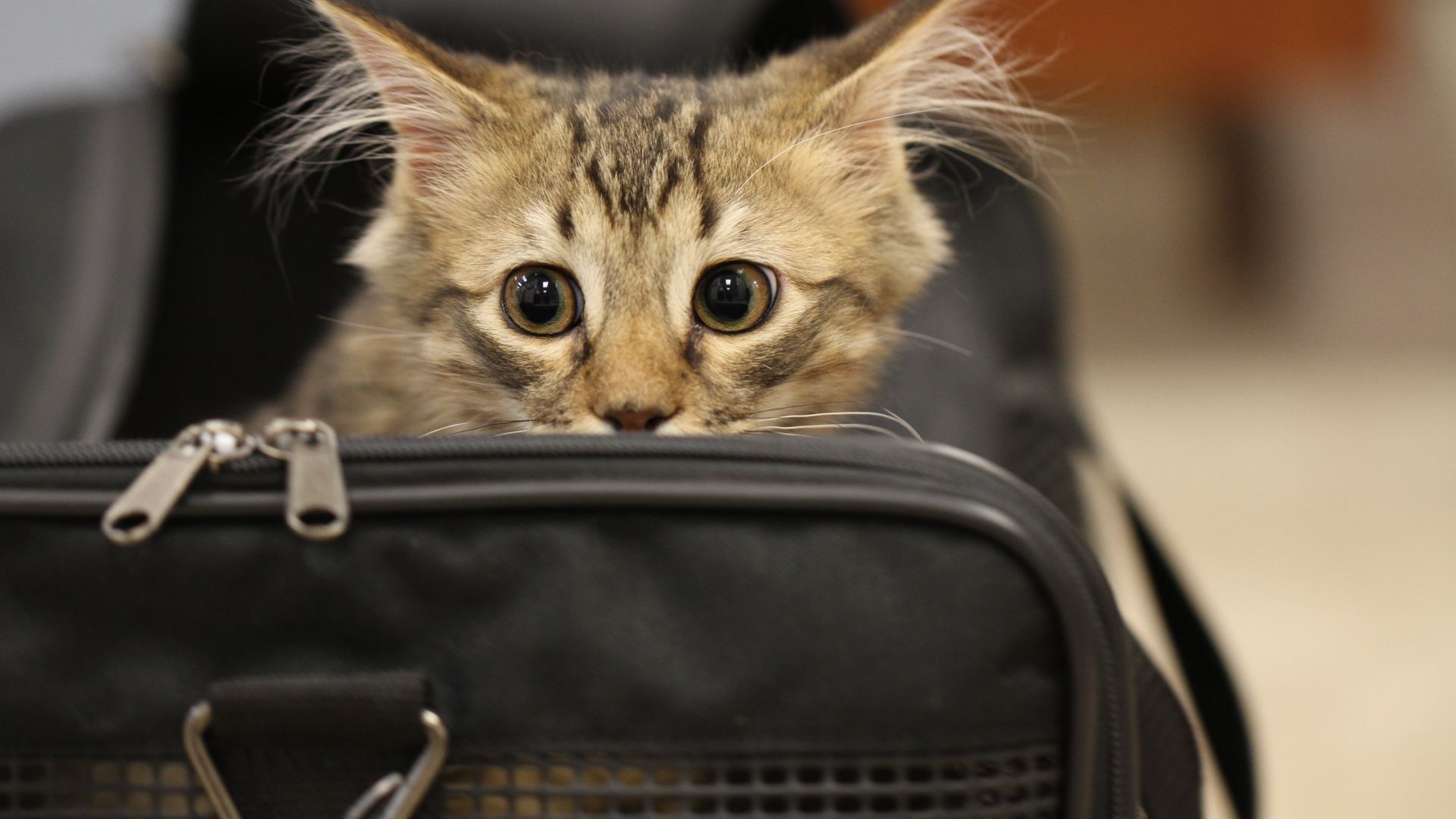 Wallpaper Kitten behind bag, animal
