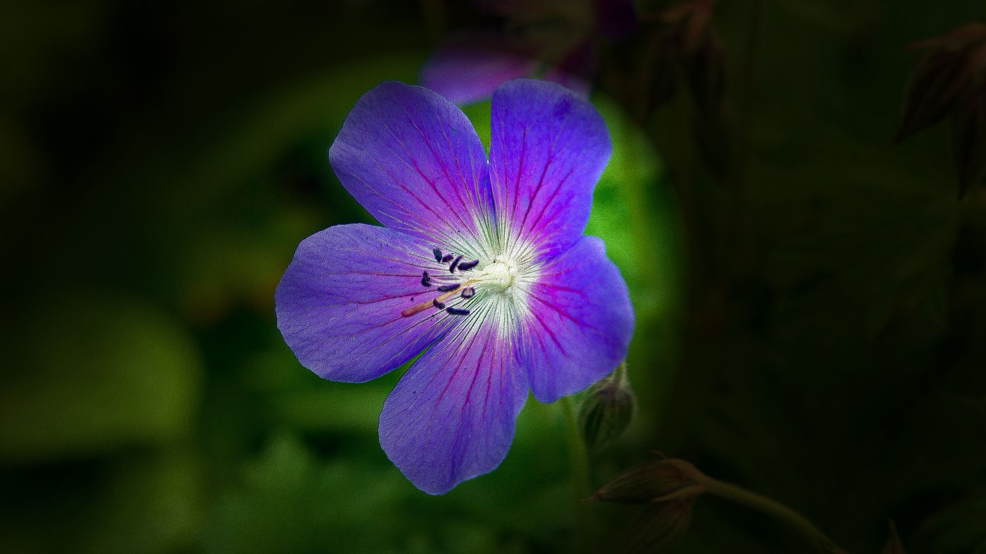 Wallpaper Purple flower, lone blossom, dark