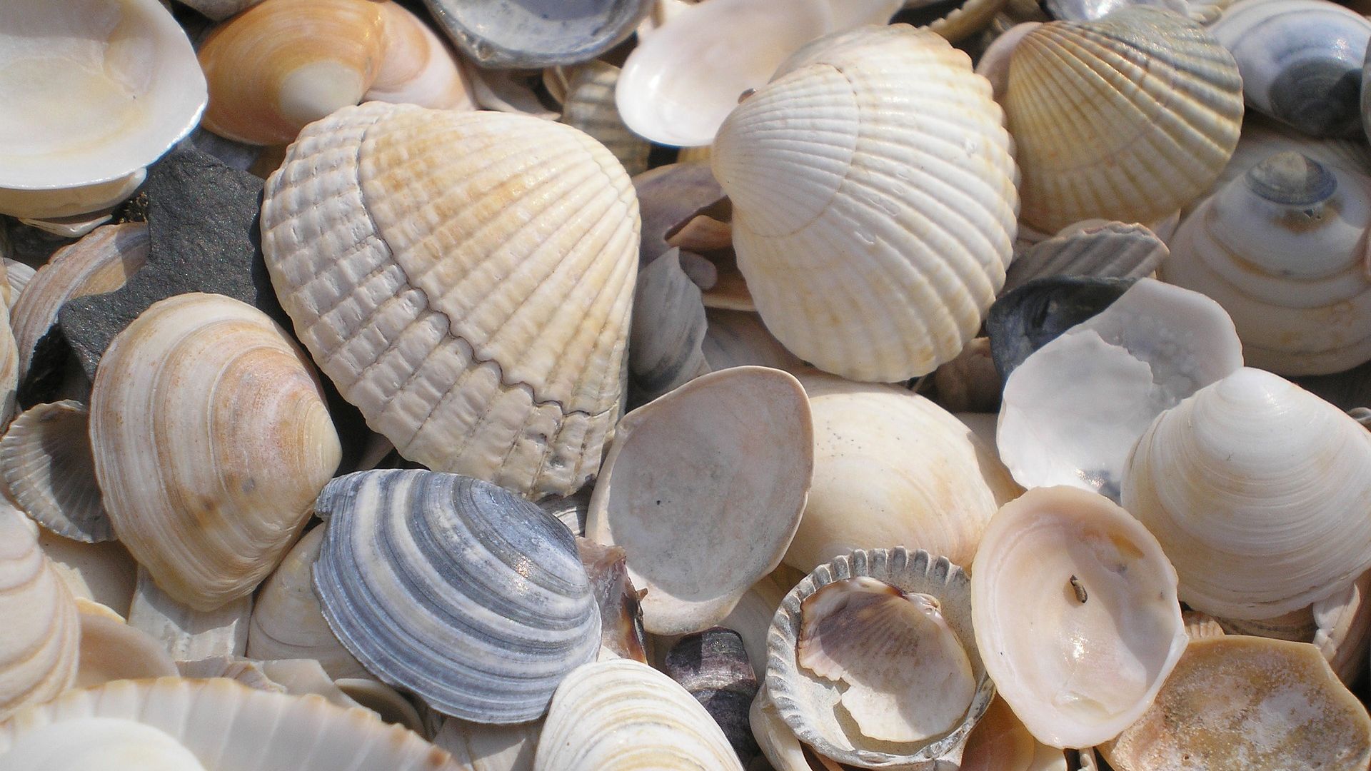 Wallpaper Sea shells, pebbles