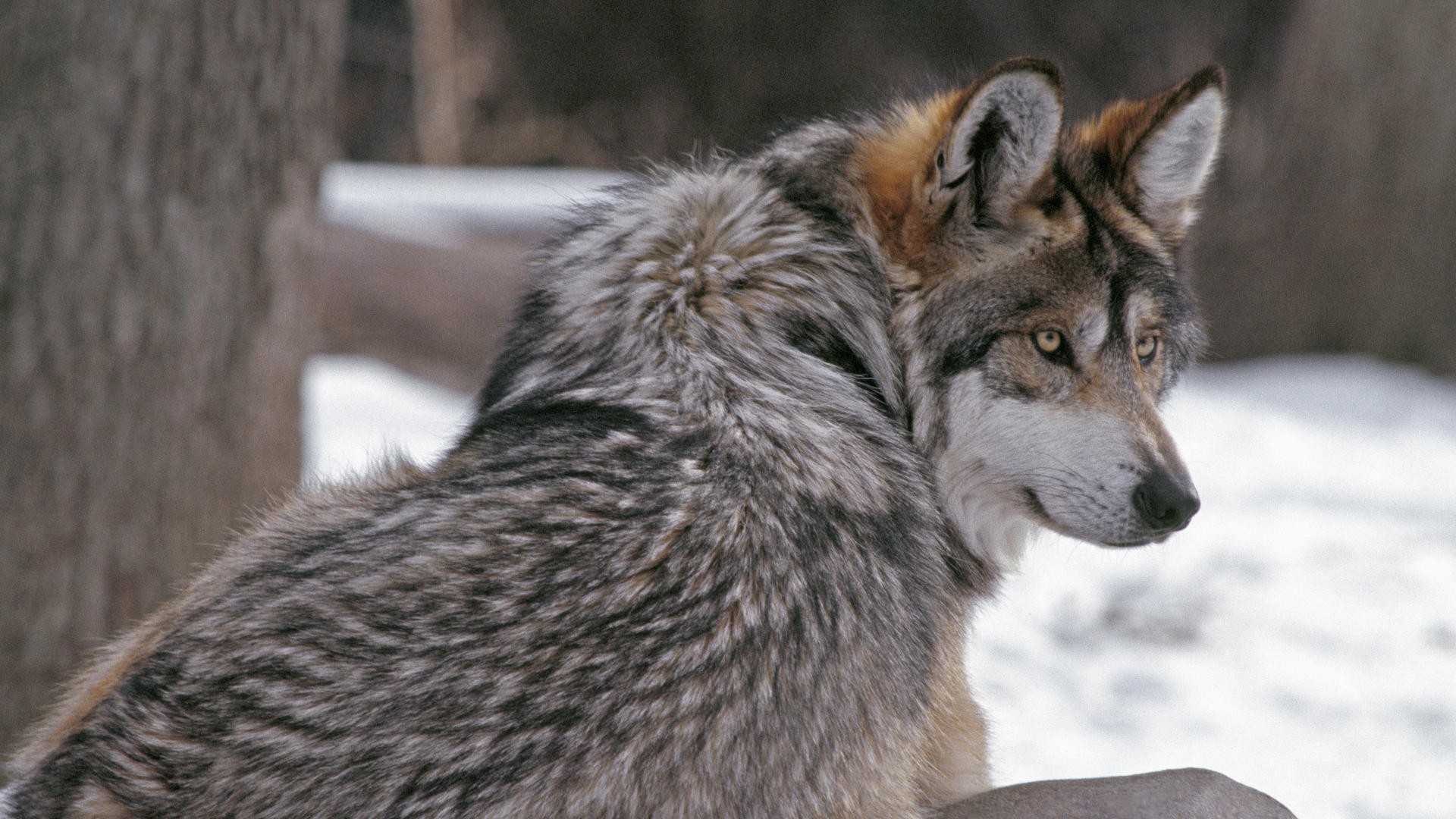 Wallpaper Wolf furry animals