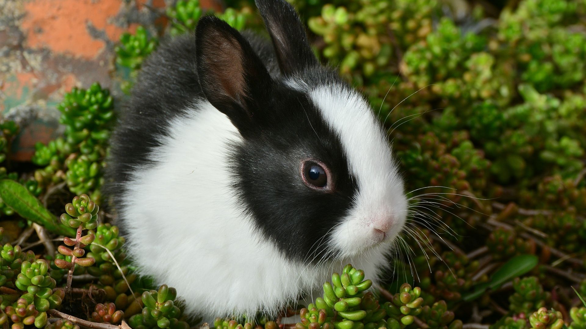 Wallpaper Hare, bunny, Rabbit, cute animal