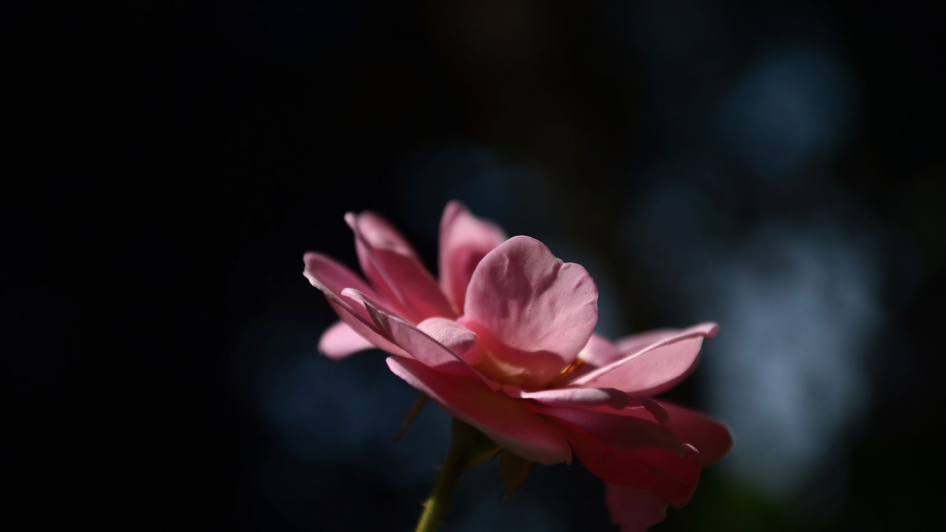 Wallpaper Rose flower, petals, blur