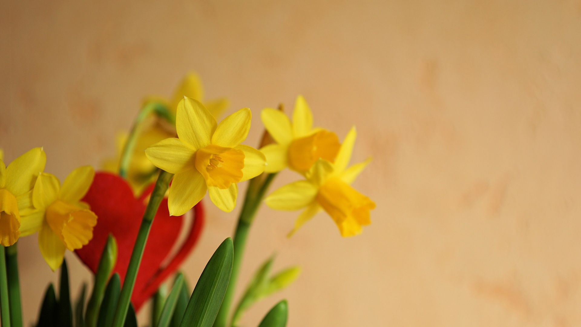 Wallpaper Yellow flower, Daffodil