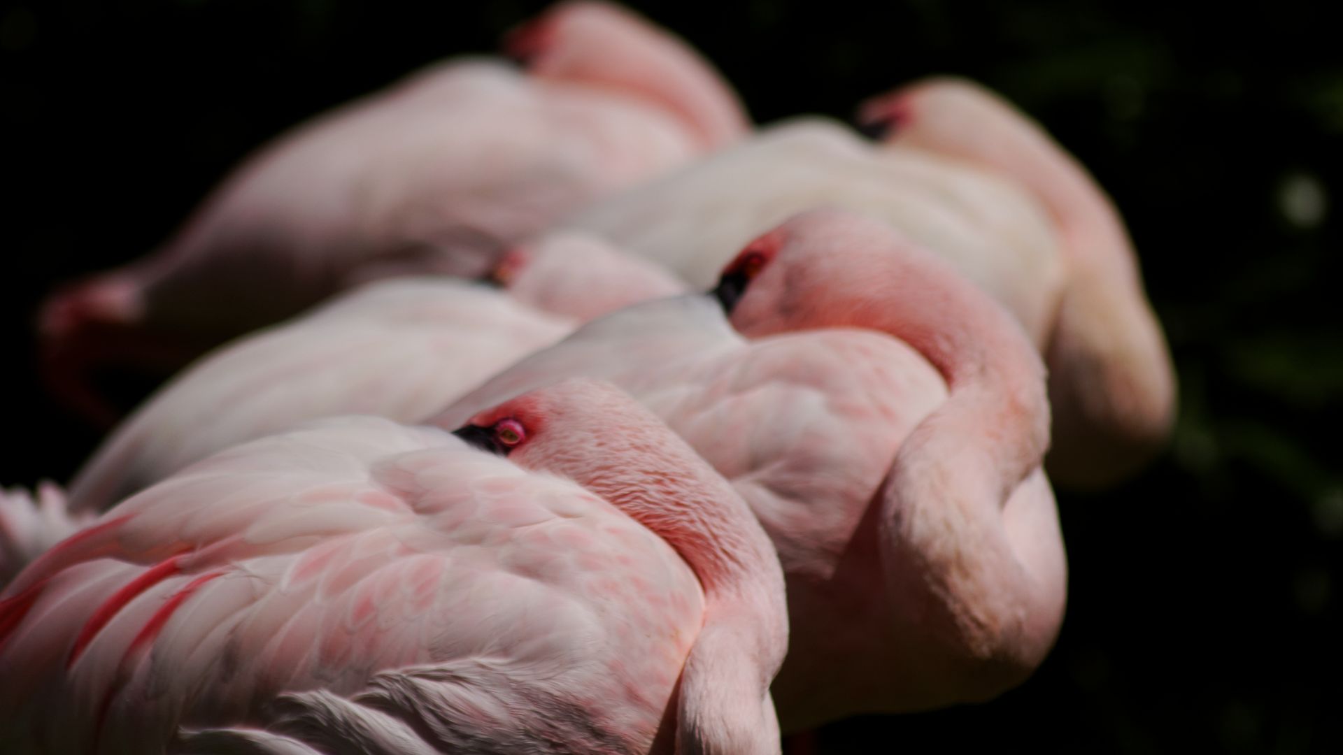 Wallpaper Pink flamingos bird