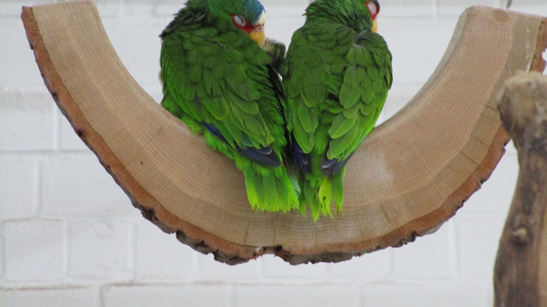 Wallpaper Green parrots, birds