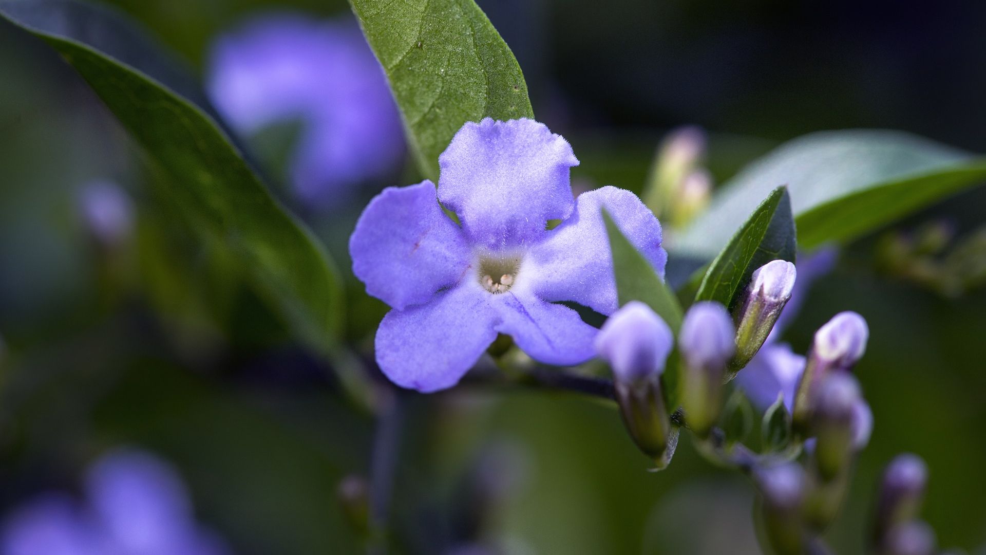 Wallpaper Purple flower, tree branch, macro