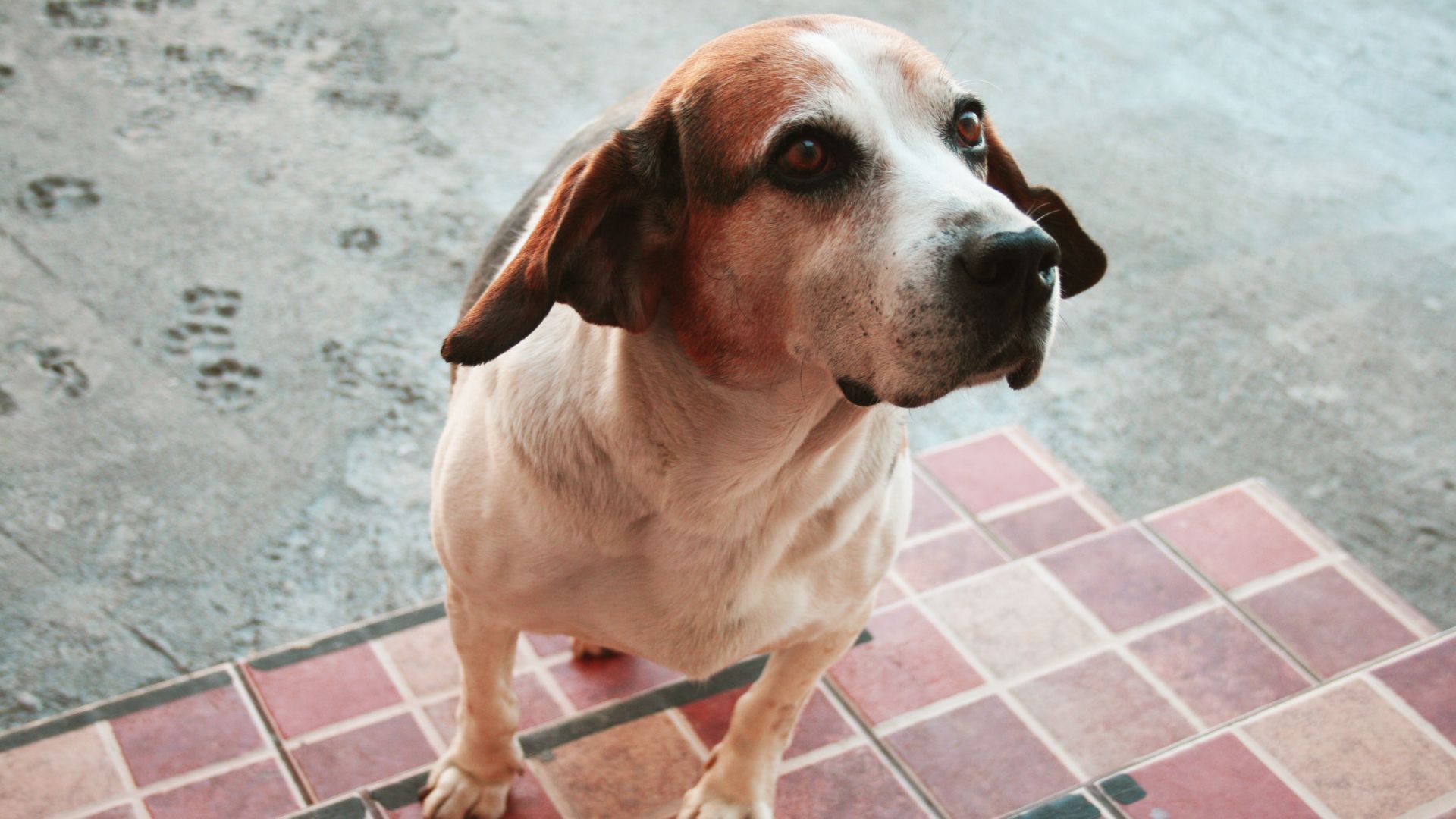 Wallpaper Beagle dog, cute stare, animal