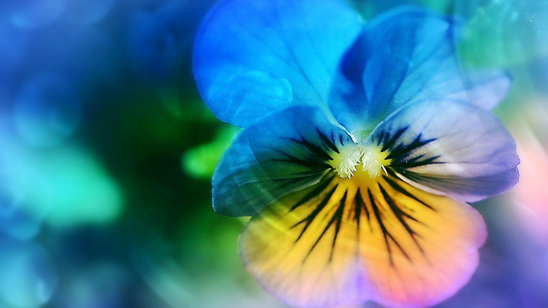 Wallpaper Pansy blue flower, close up