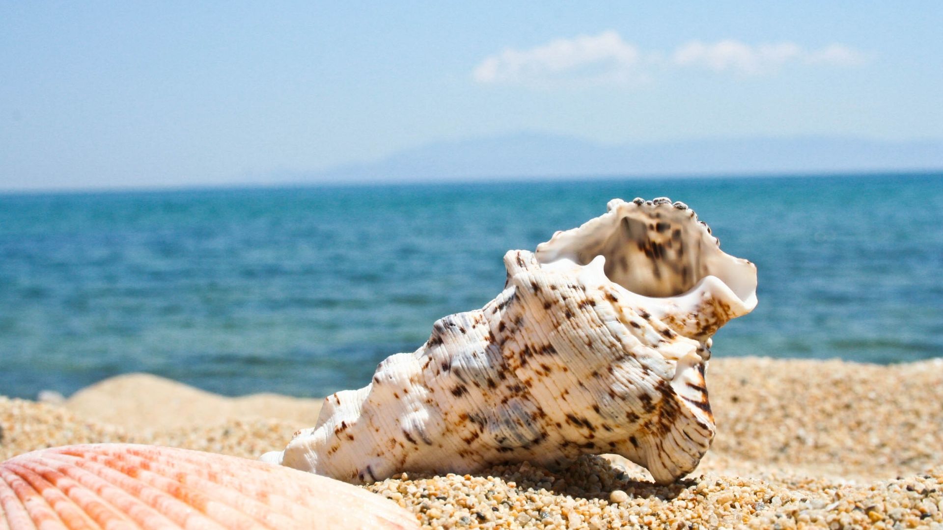 Wallpaper Seashell, sand, close up