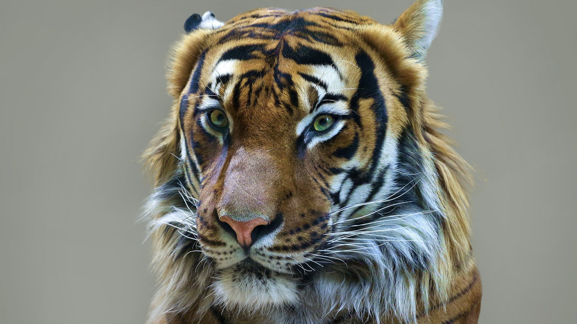 Wallpaper Tiger, predator, muzzle, wild cat