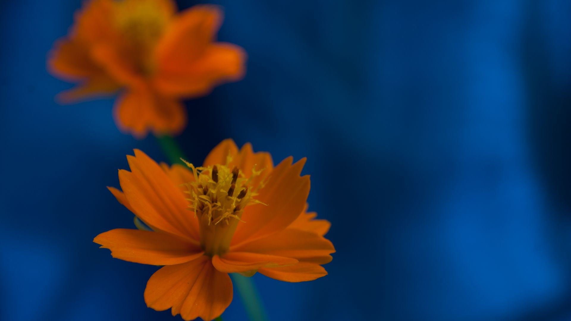 Wallpaper Orange flowers, small plant, blur