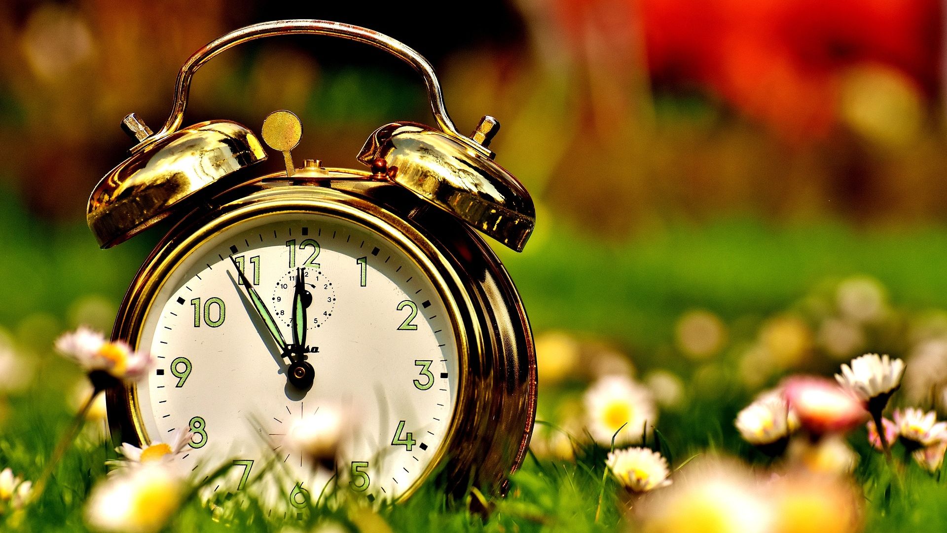 Wallpaper Alarm clock, flowers, blur, meadow