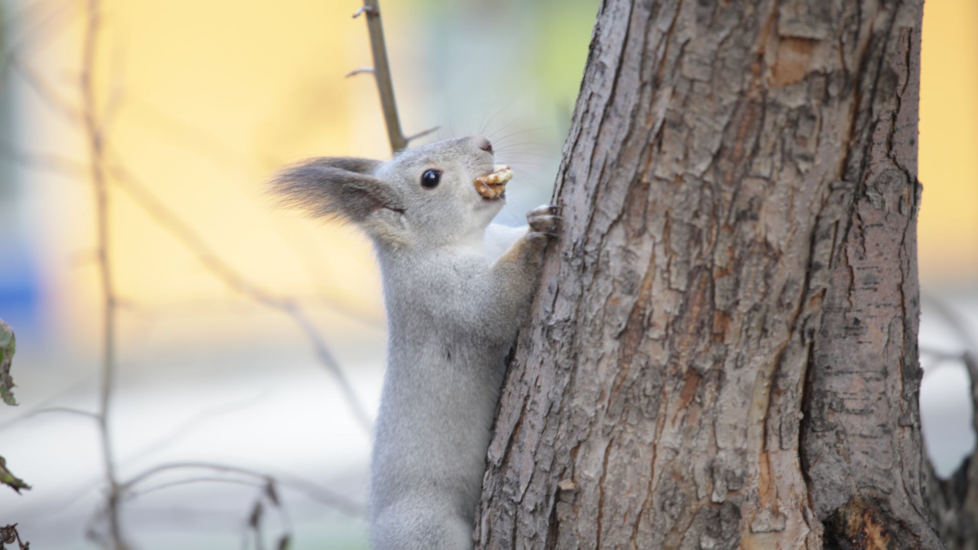 Wallpaper Squirrel, rodent, eating food, climbing on tree