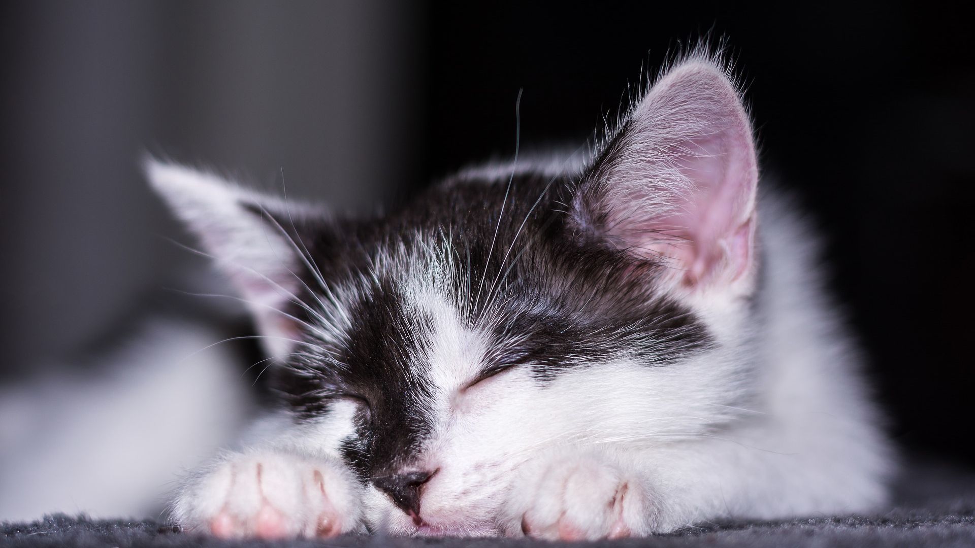 Wallpaper Cat, sleep, cute animal