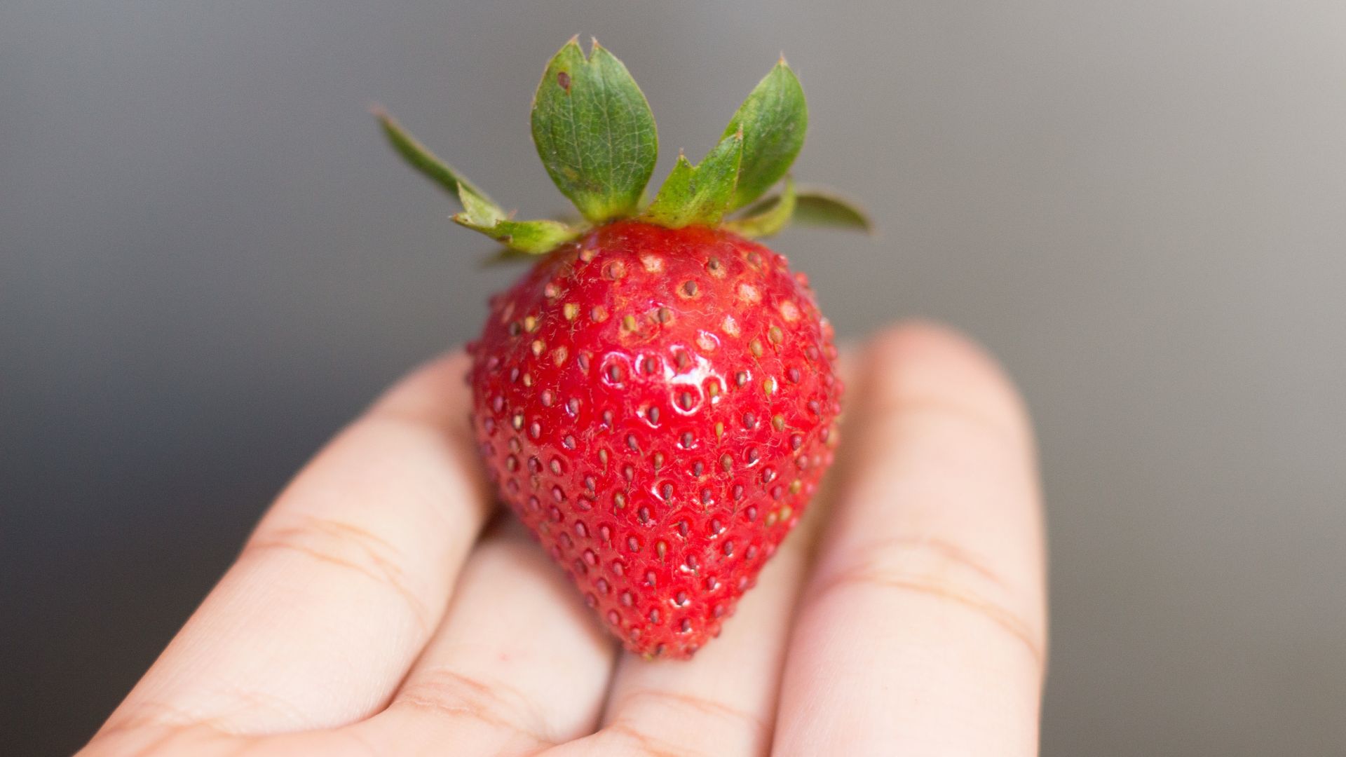 Wallpaper Strawberry berry in hand close up