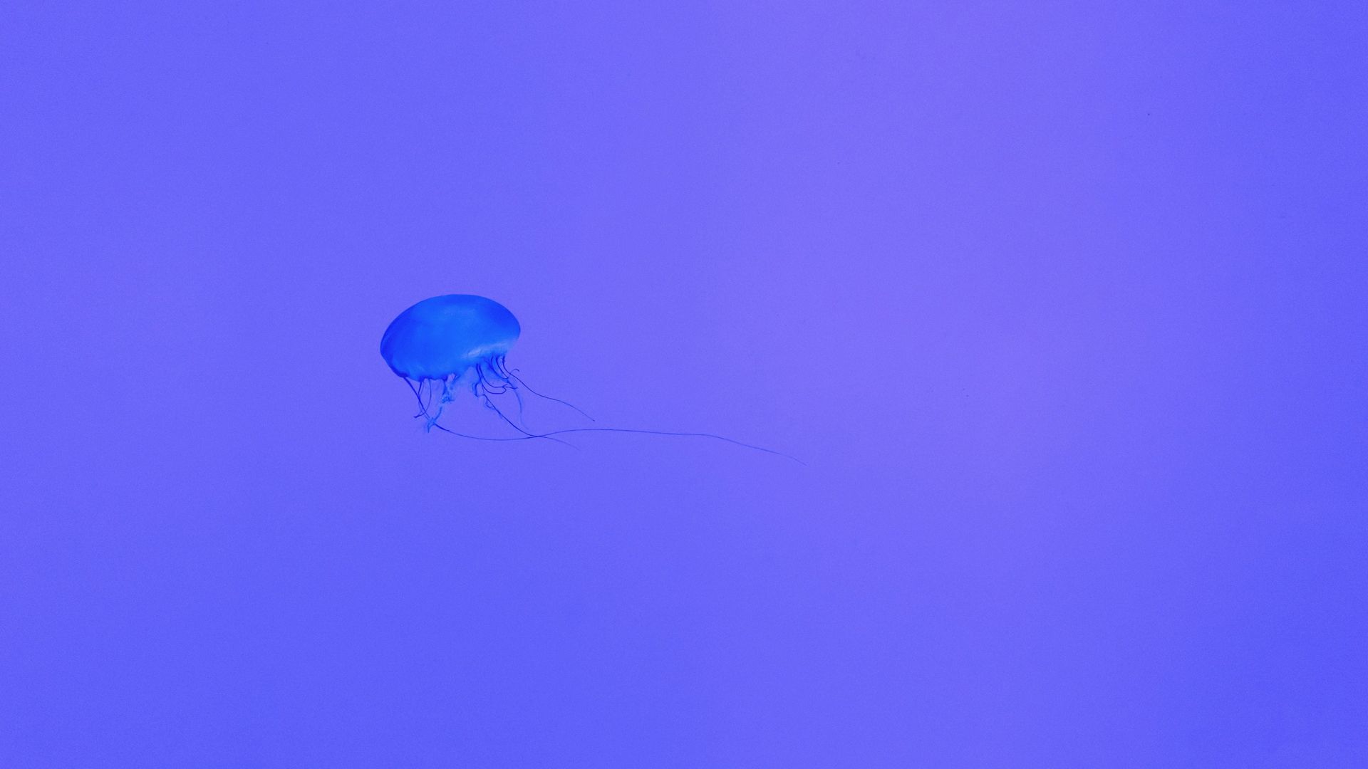 Wallpaper Purple jellyfish, minimal