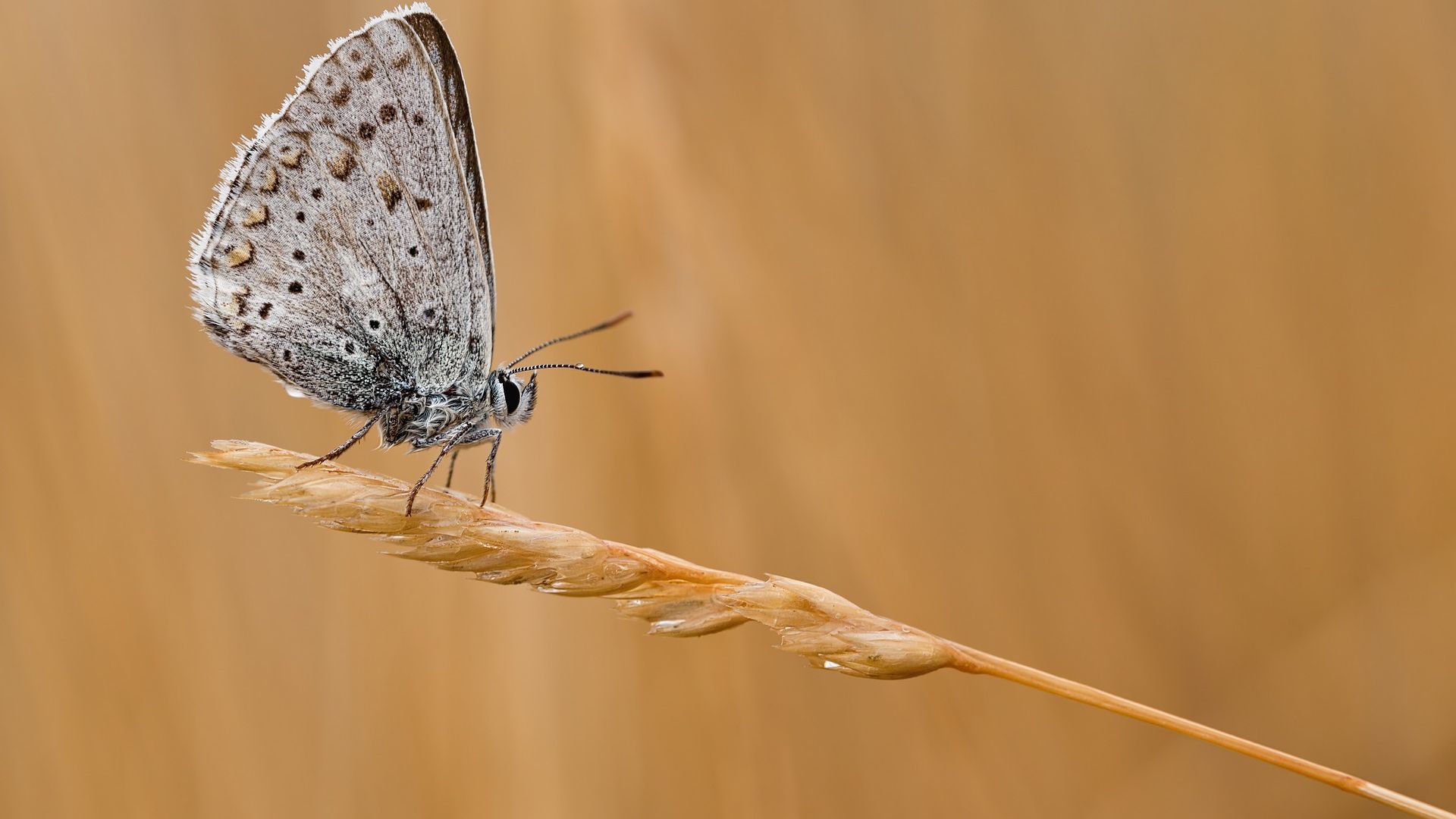 Wallpaper Butterfly, grass thread, close up