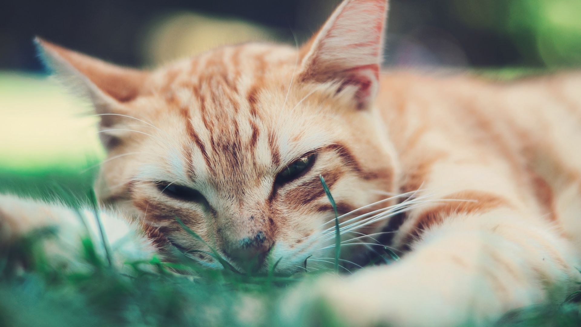 Wallpaper Cat muzzle, sleeping, animals