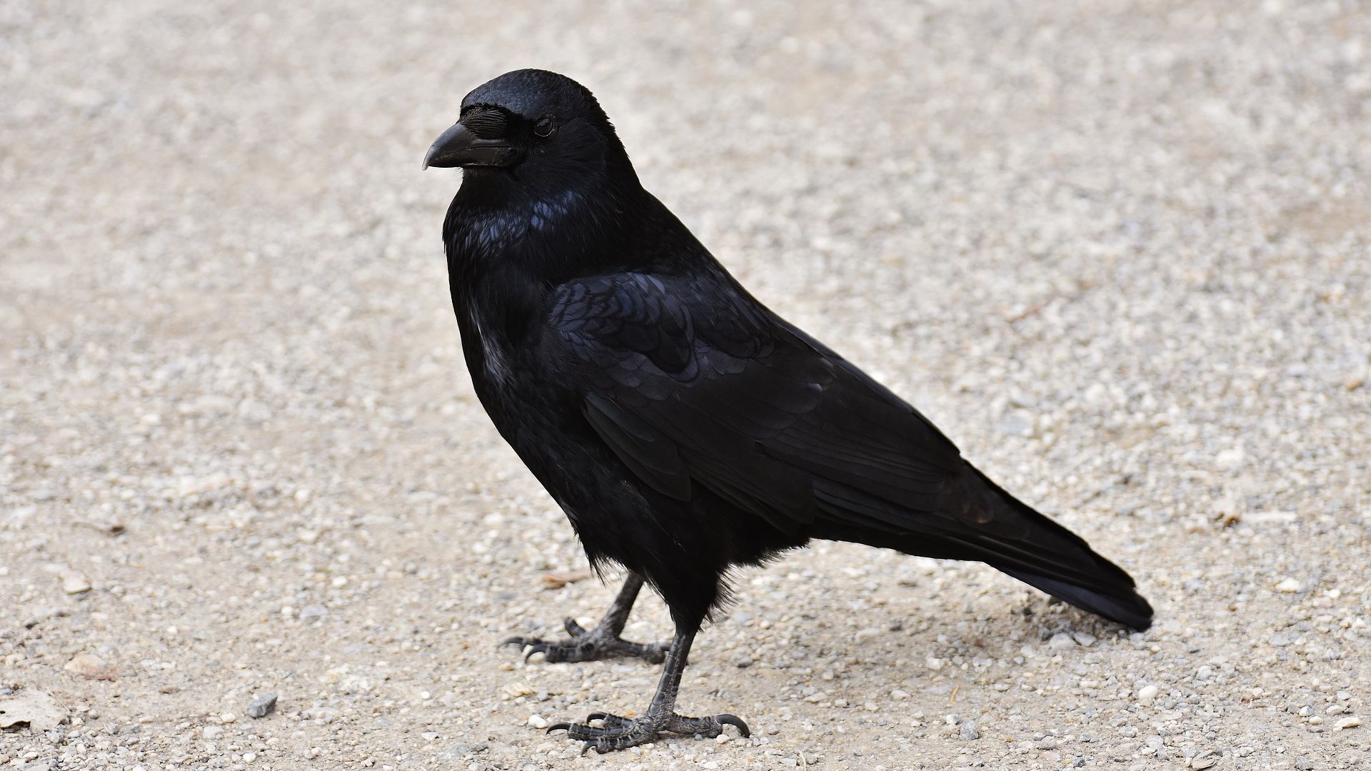 Wallpaper Raven, bird, black crow
