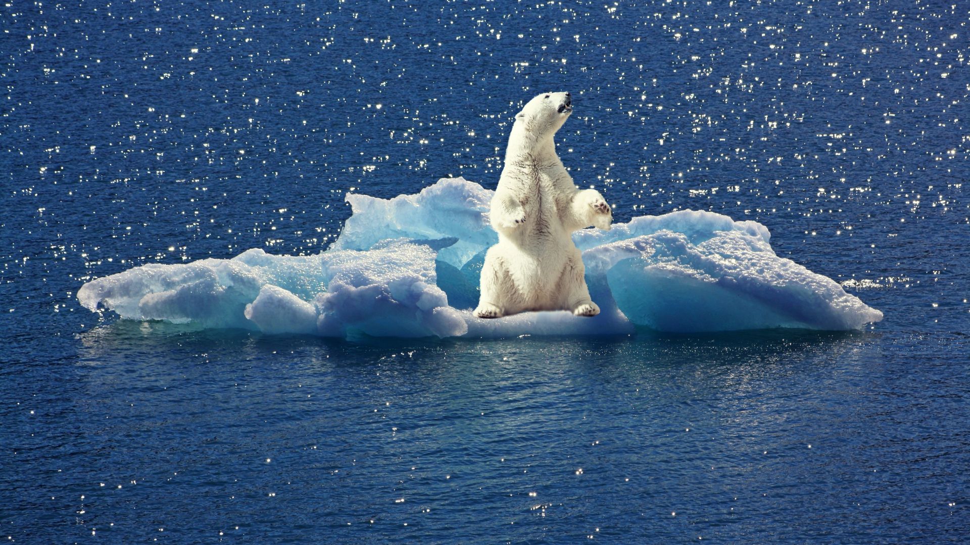 Wallpaper Polar Bear, white animal, predator, iceberg, sea