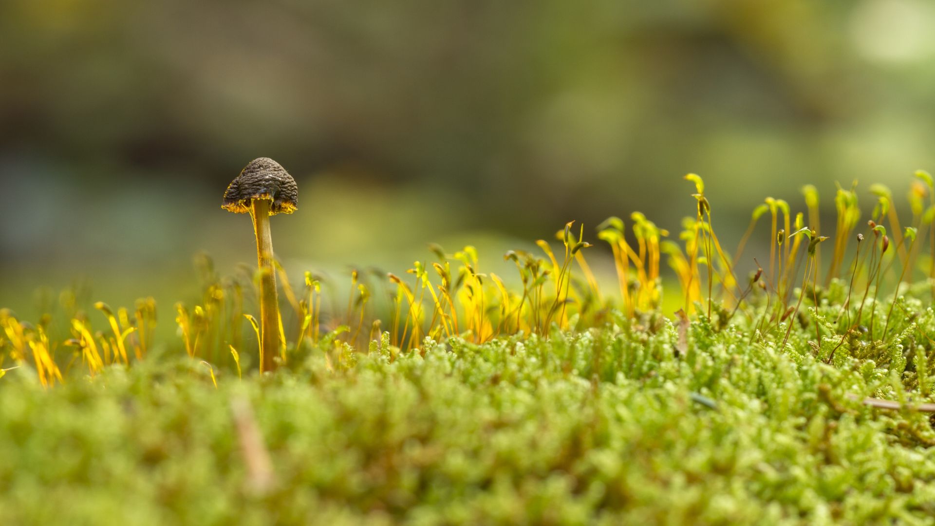 Wallpaper Mushroom, moss, small plants