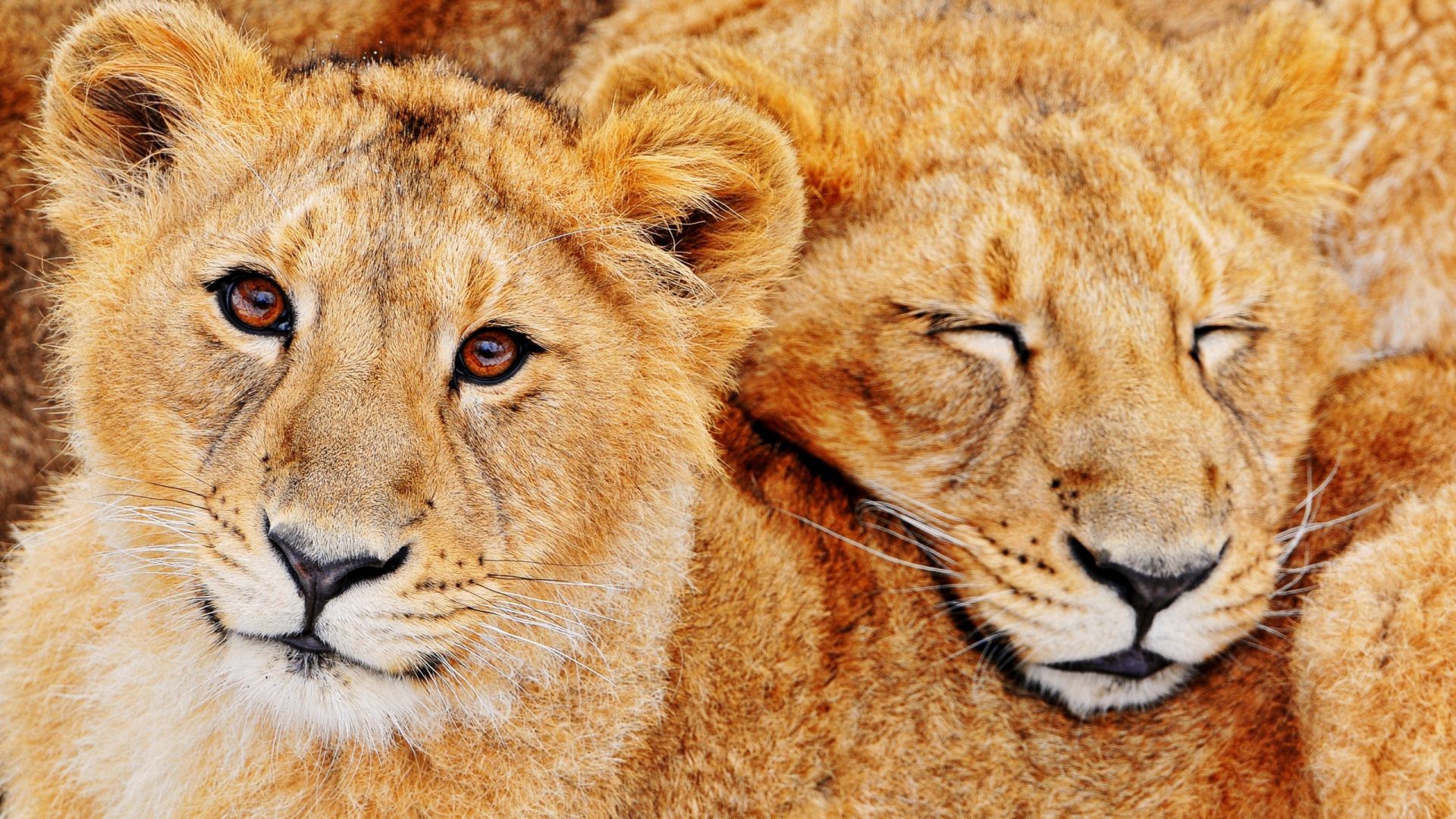 Wallpaper Big cat lions