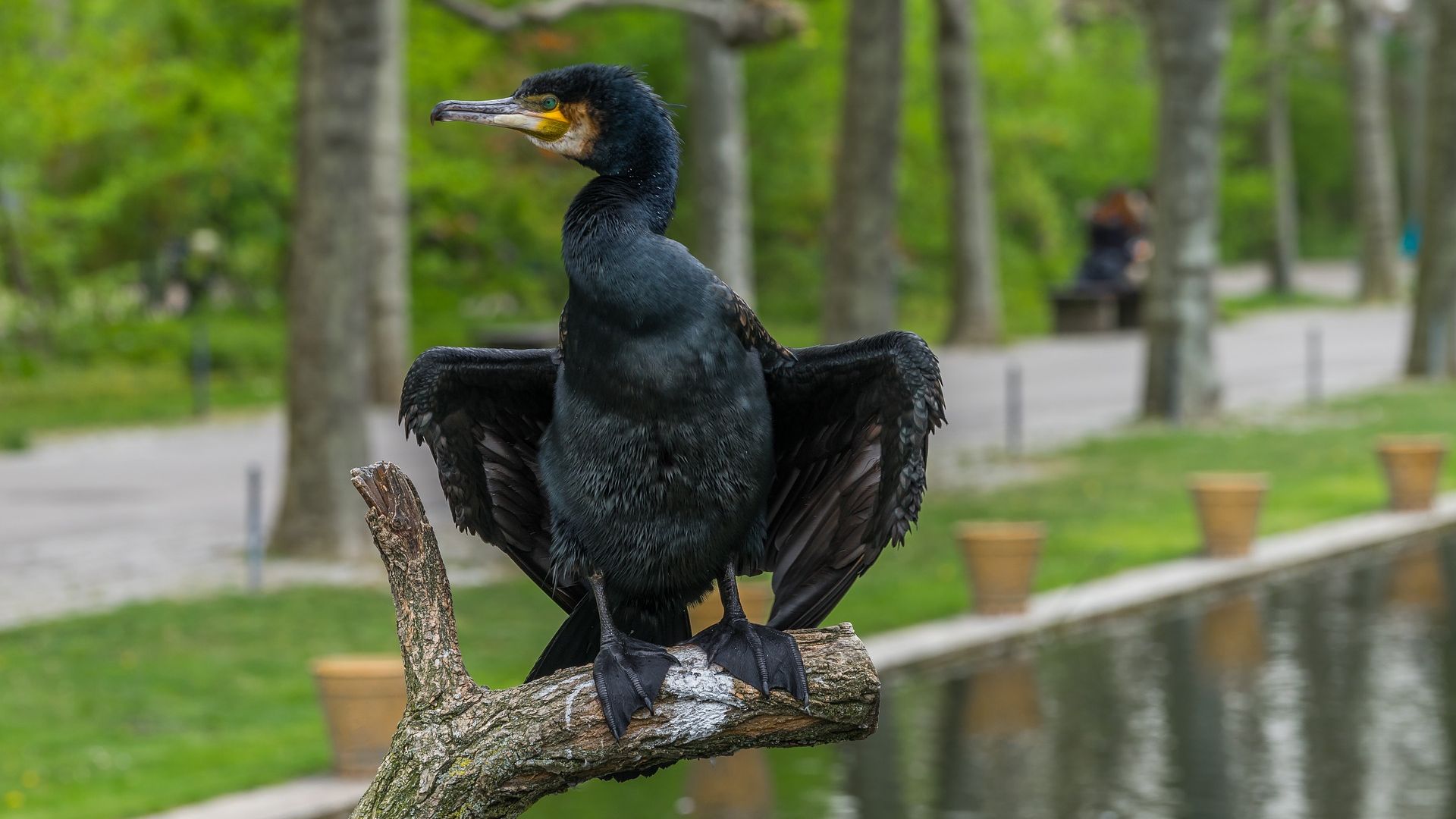 Wallpaper Black water bird, cormorant, sitting