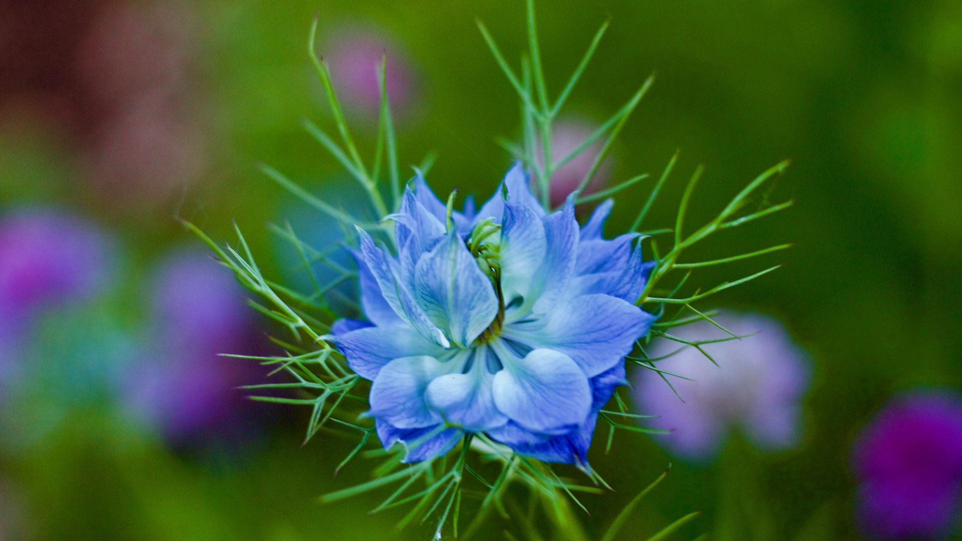 Wallpaper Corn flowers, blue flowers, close up