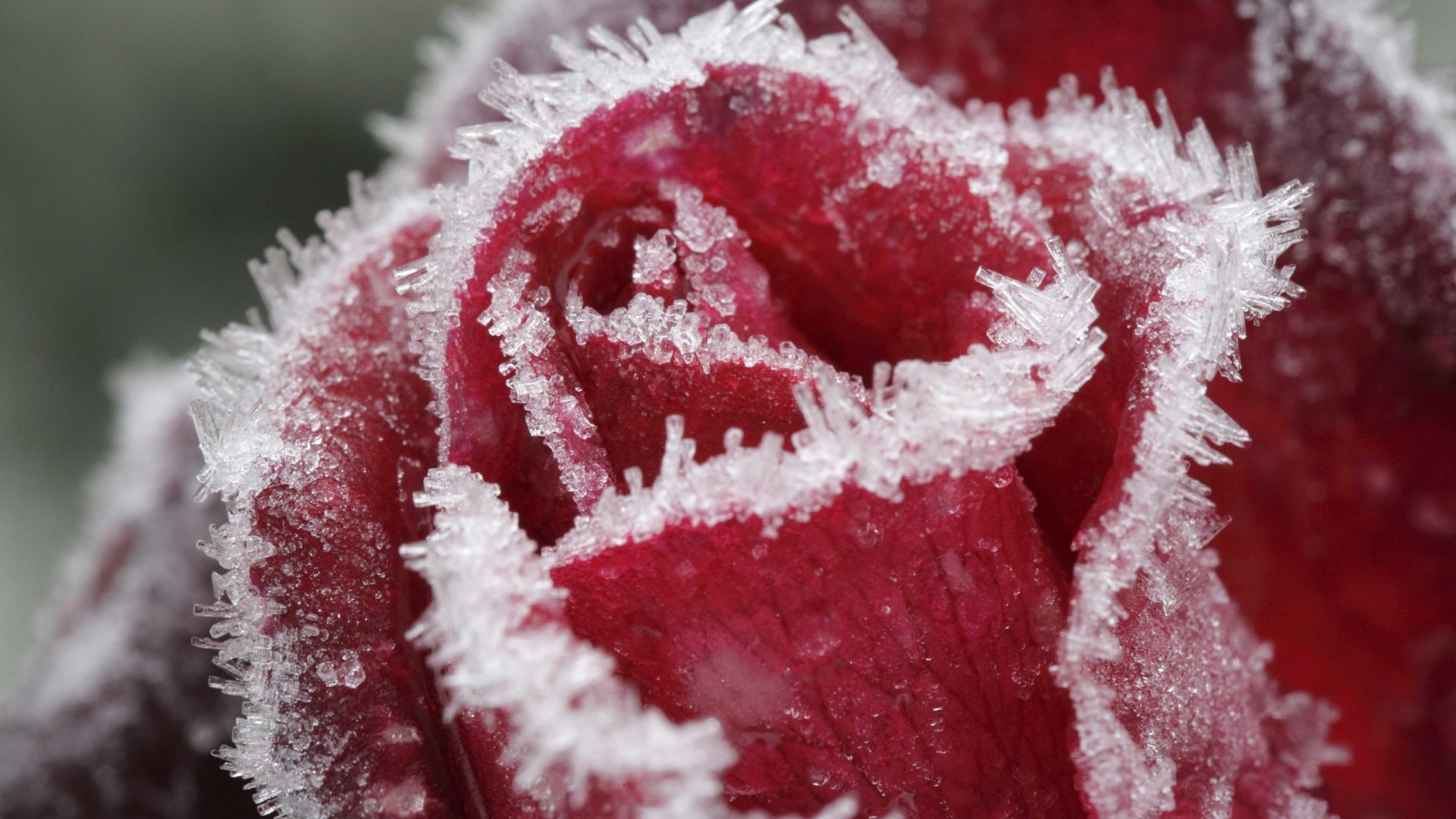 Wallpaper Frozen red rose