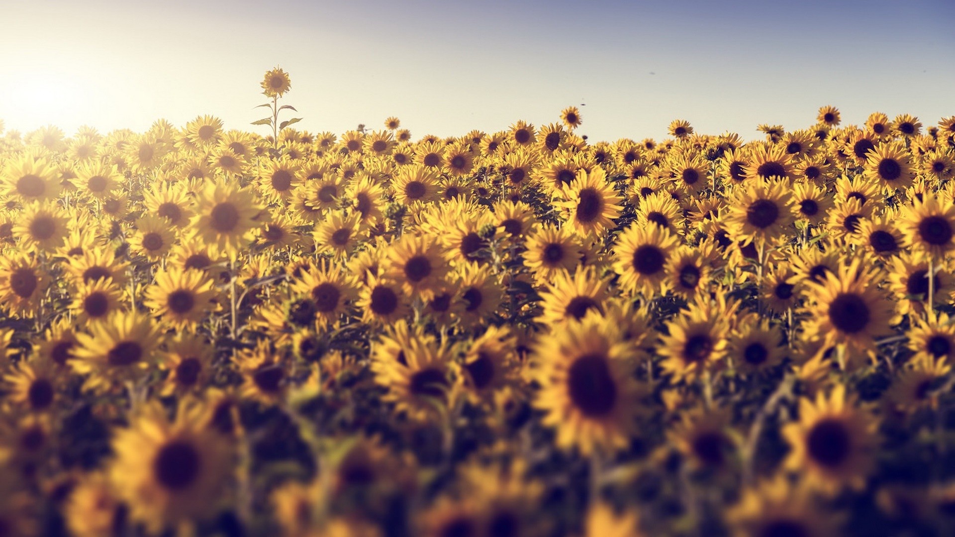 Wallpaper Sunflower farm