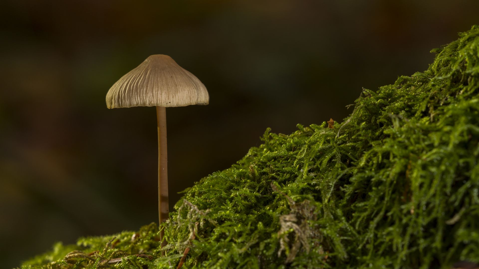 Wallpaper Mushroom, close up, moss, grass