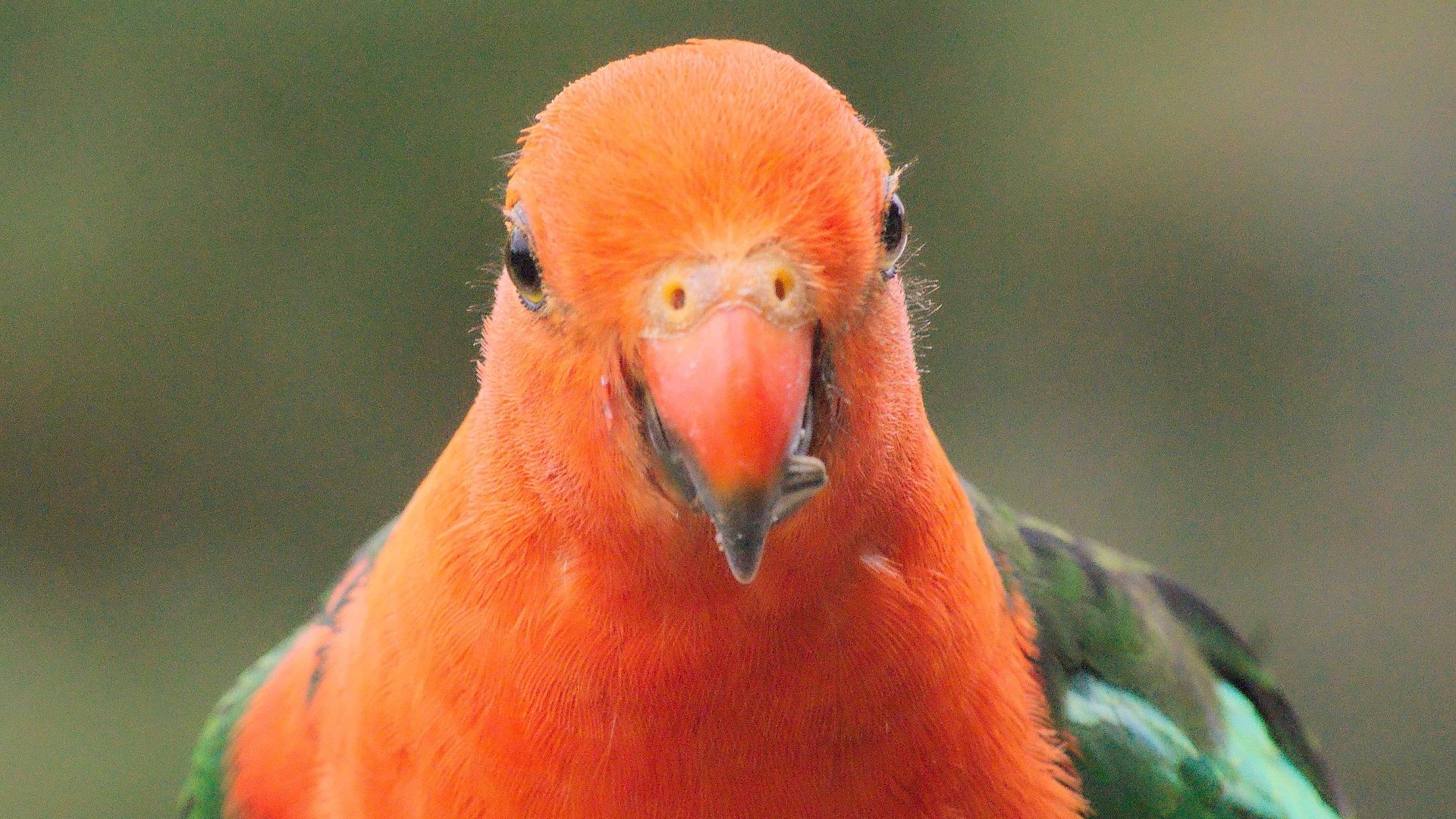 Wallpaper Red parrot bird