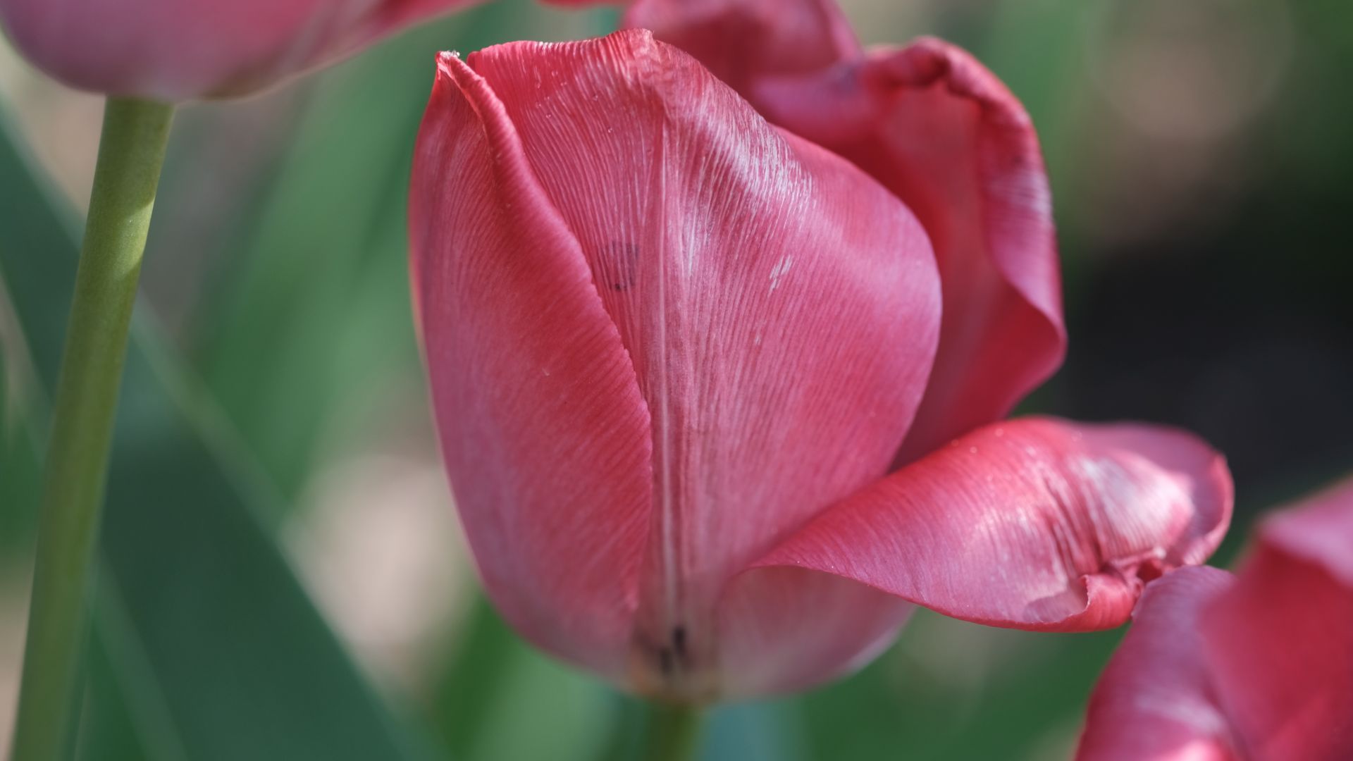 Wallpaper Tulip, pink flower bud, close up, blur