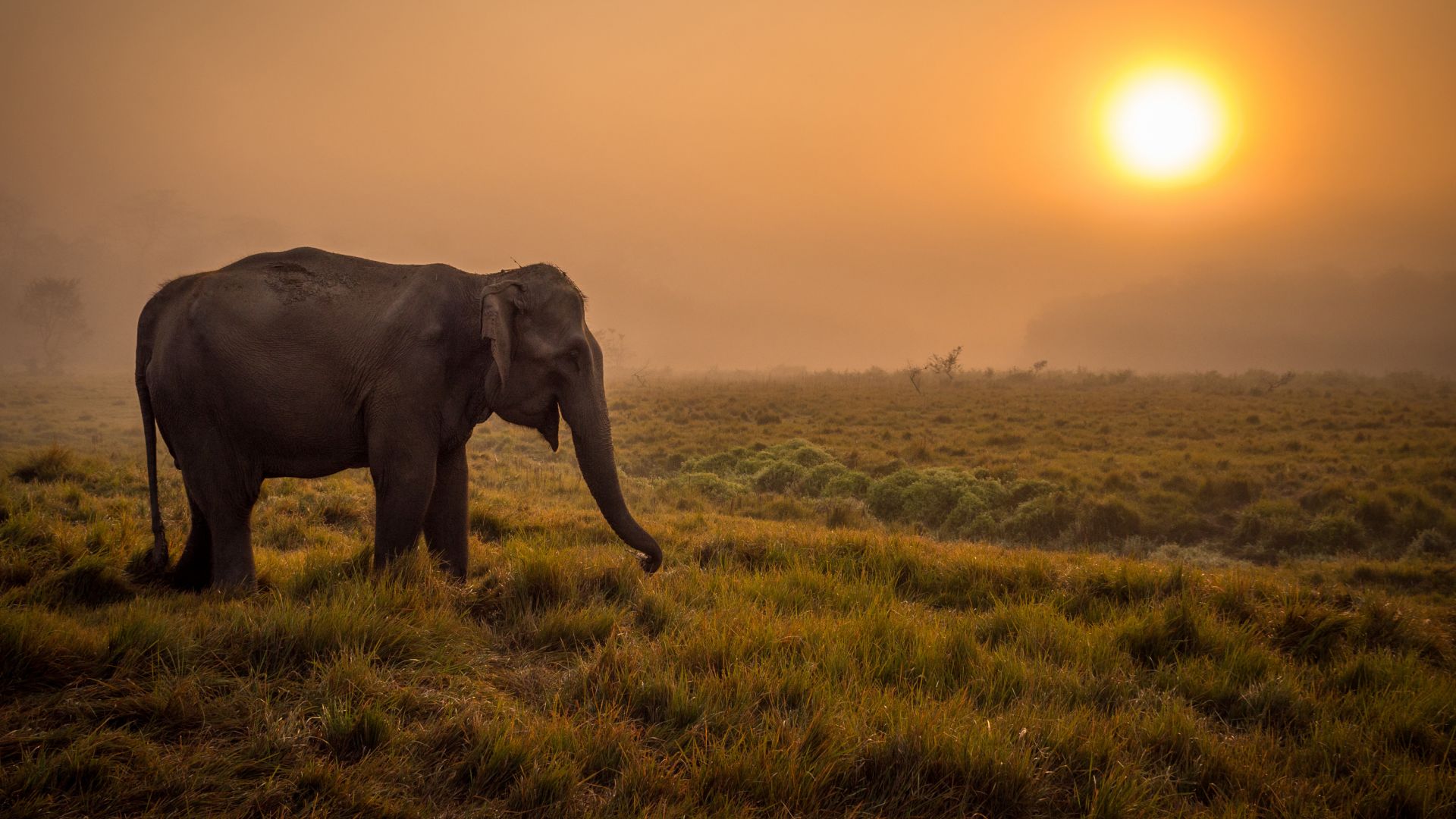 Wallpaper Sunset, landscape, big animal, elephant