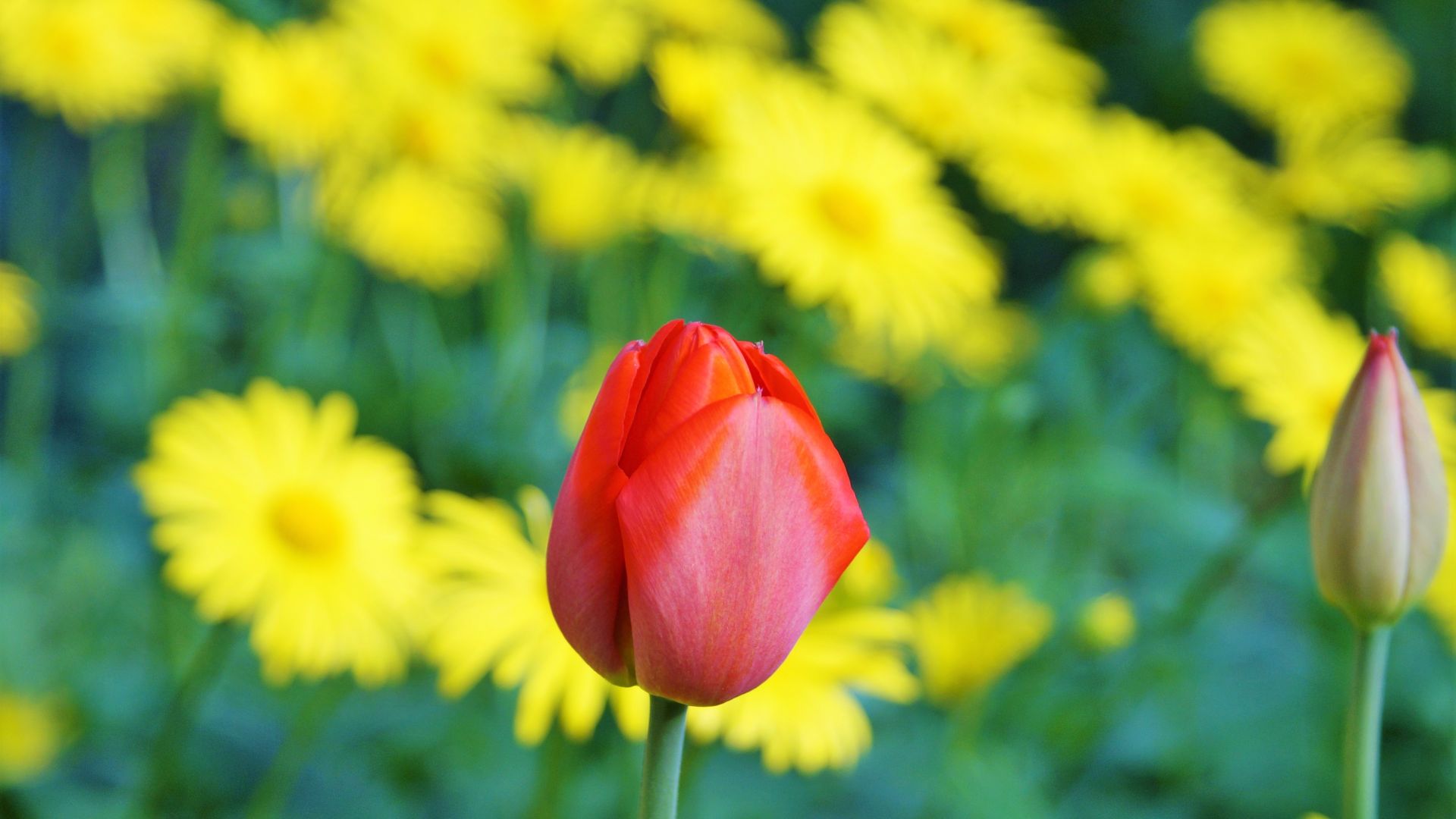 Wallpaper Tulip flower, farm, red & yellow flowers