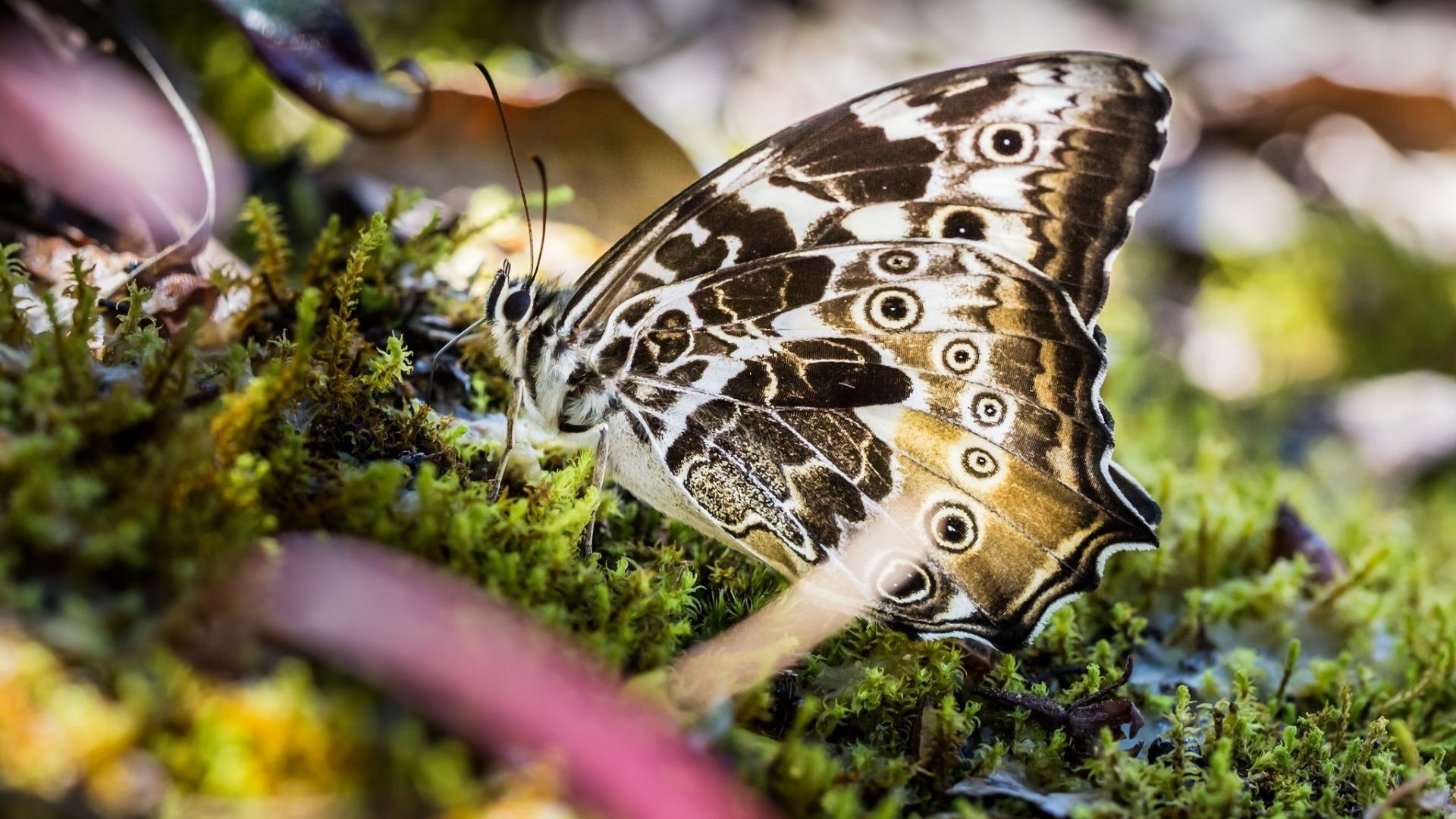 Wallpaper Butterfly, grass, close up