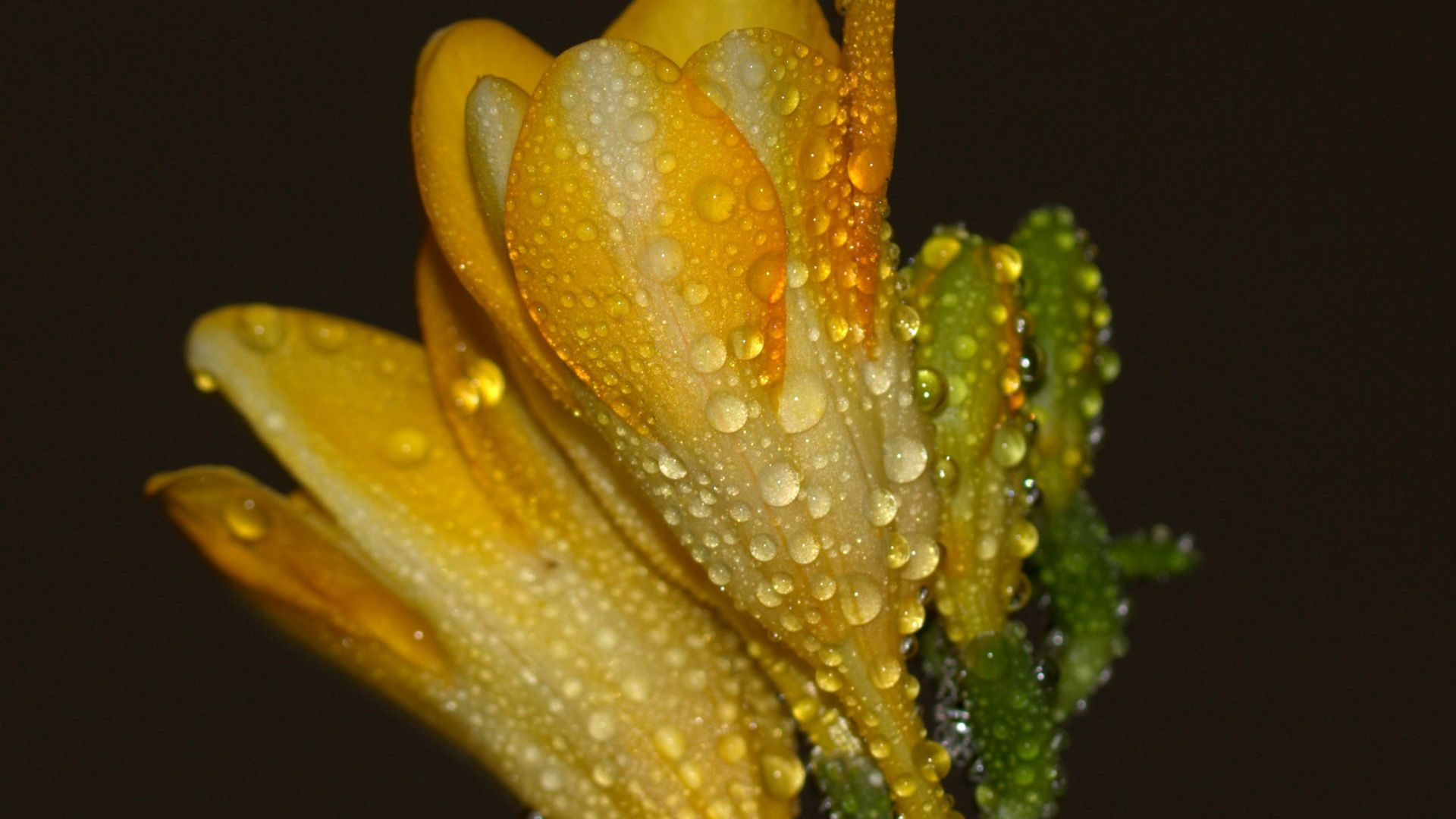 Wallpaper Freesia flower, water drops, close up