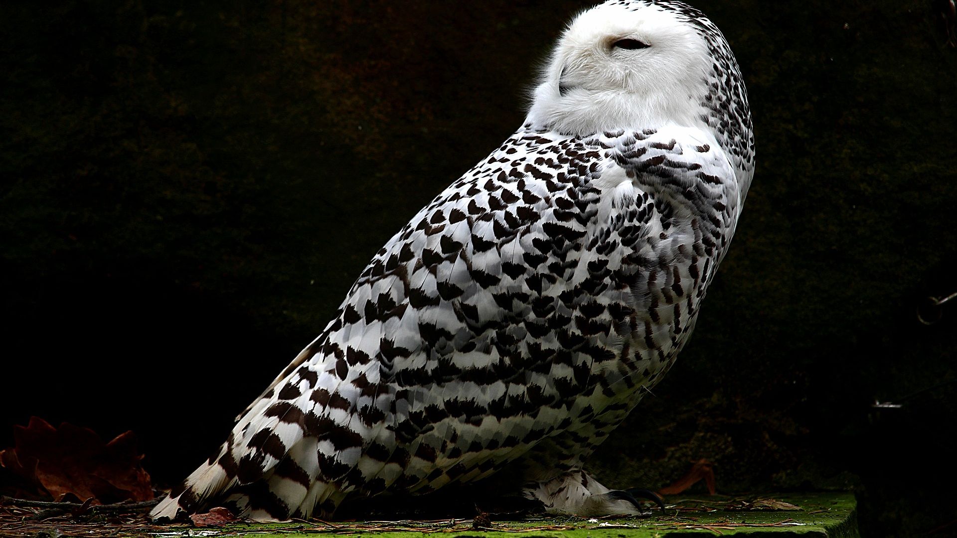 Wallpaper Snowy owl, bird, predator