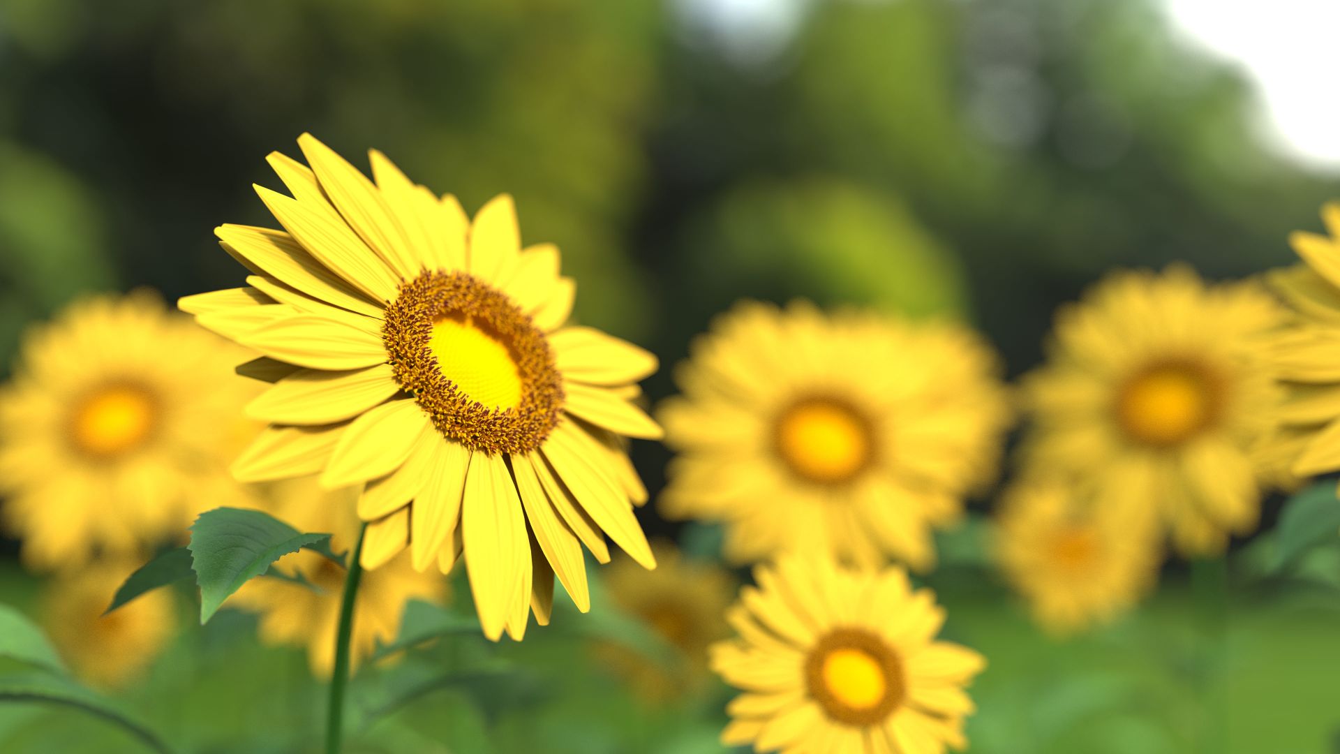 Wallpaper Sunflowers, close up, blur