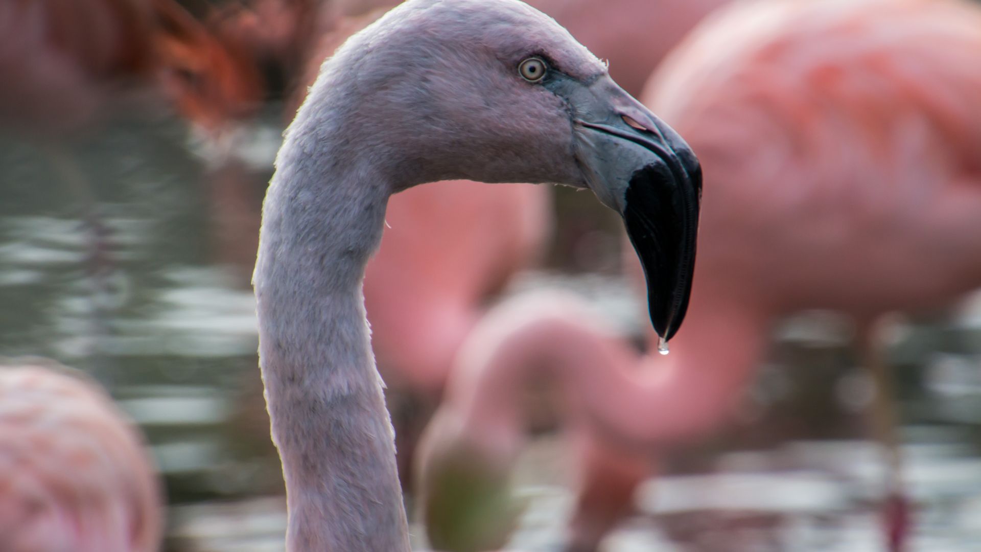 Wallpaper Flamingo bird beak